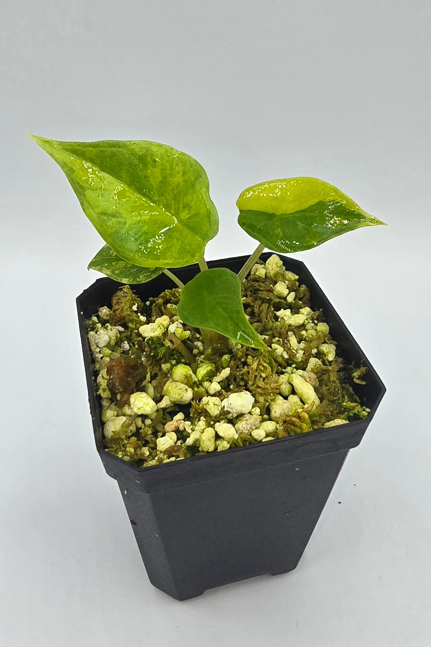 Alocasia Scalprum Aurea Variegata
