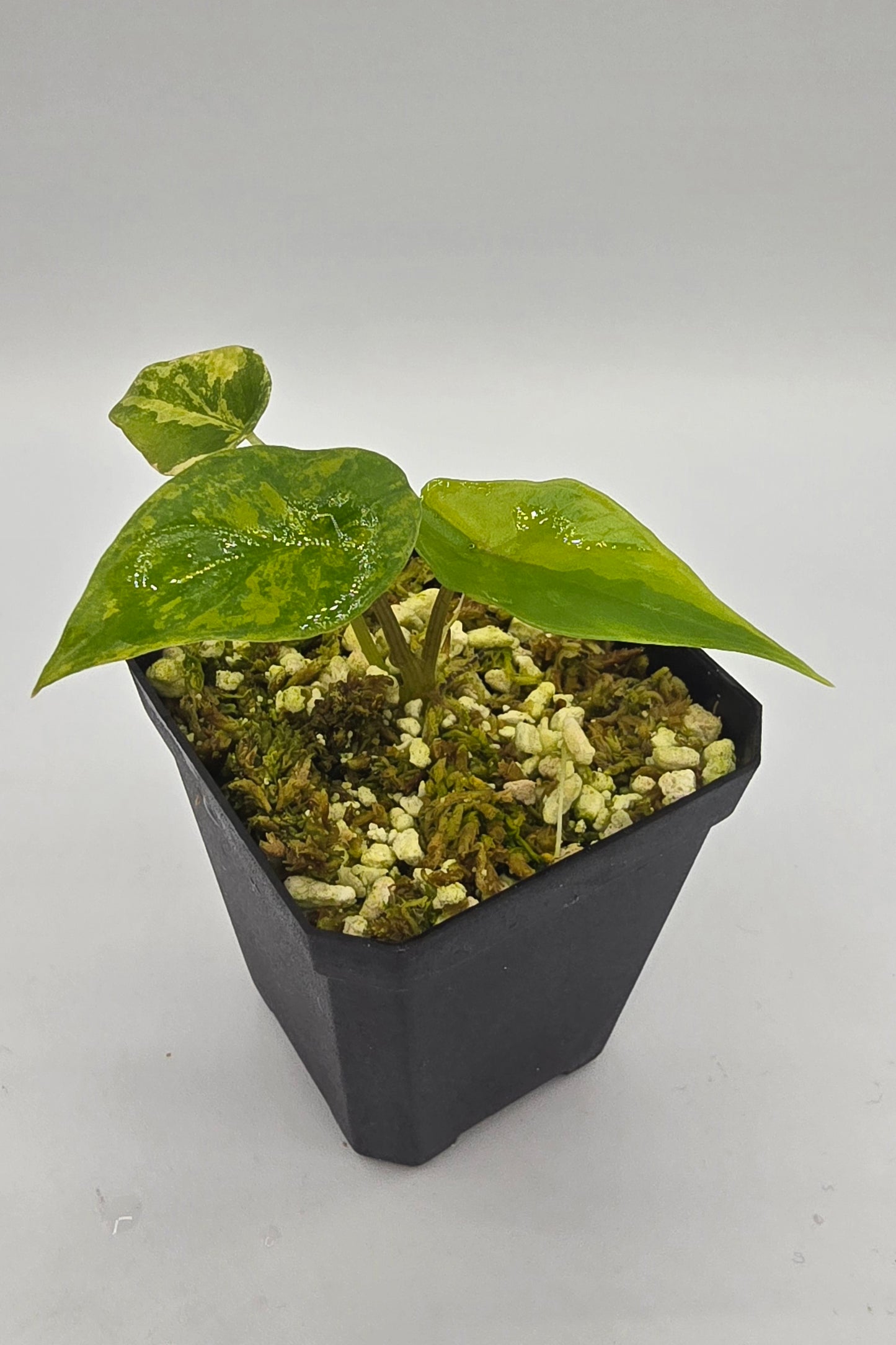 Alocasia Scalprum Aurea Variegata