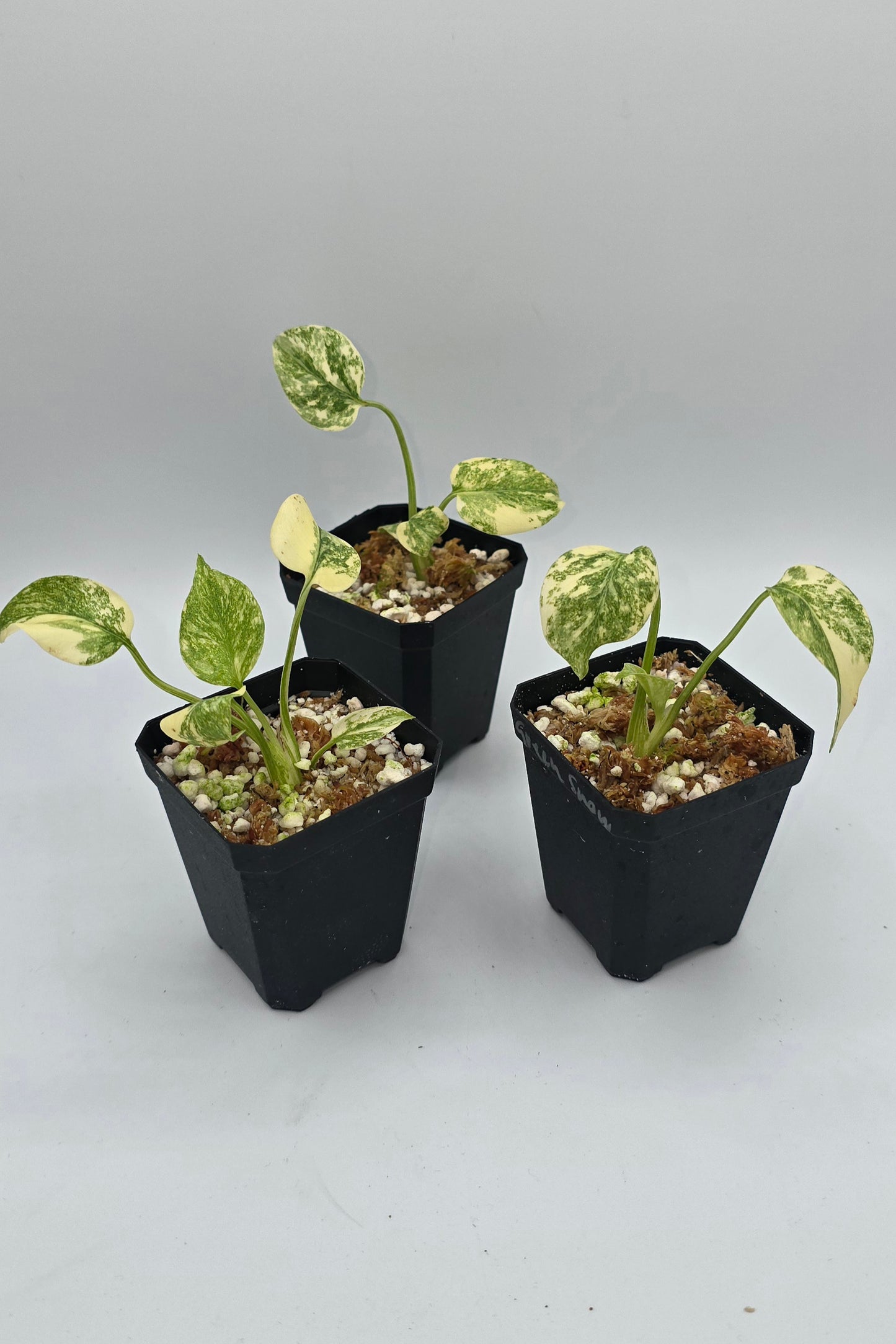 Monstera Deliciosa Green Snow Variegata
