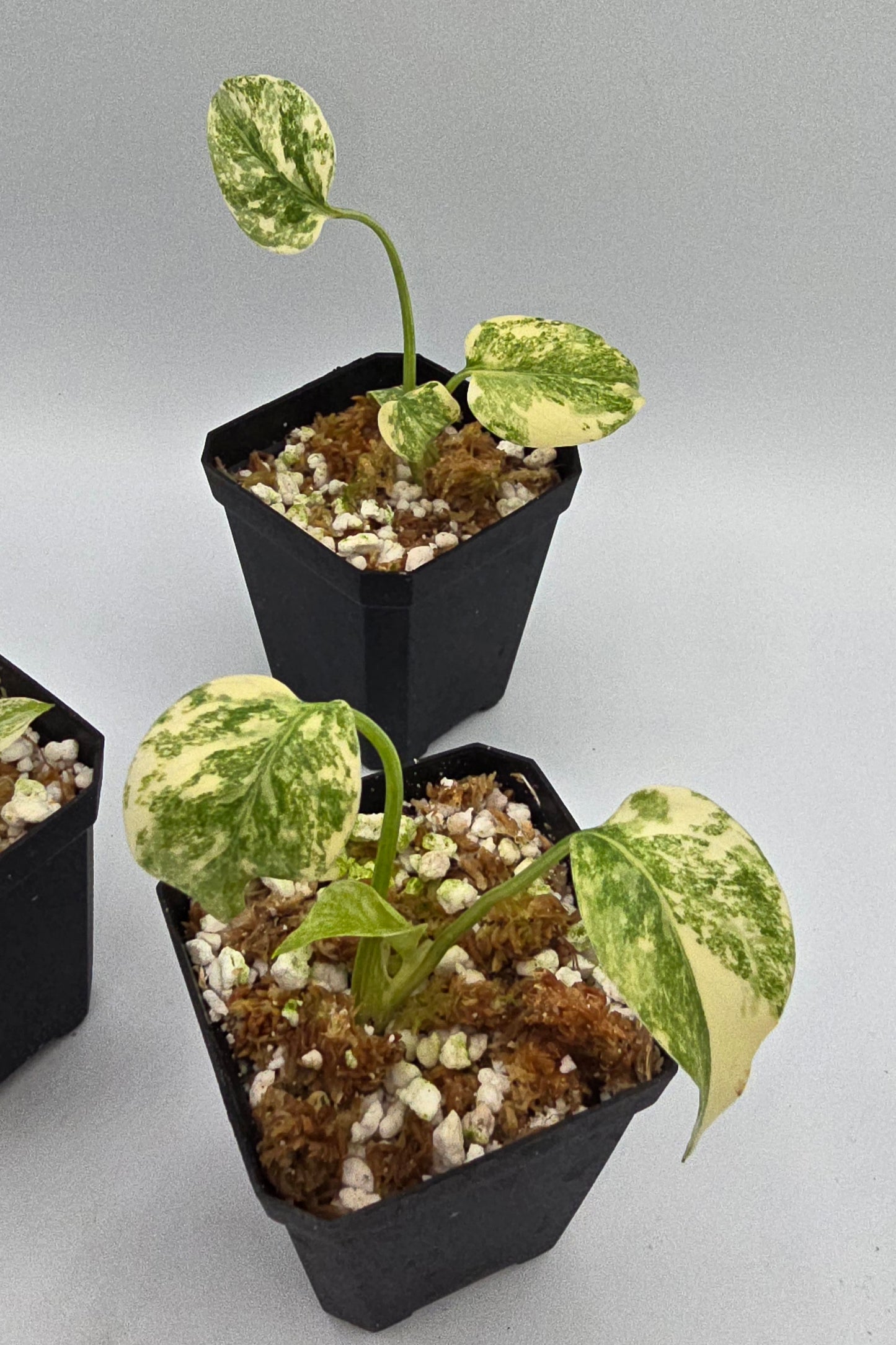 Monstera Deliciosa Green Snow Variegata