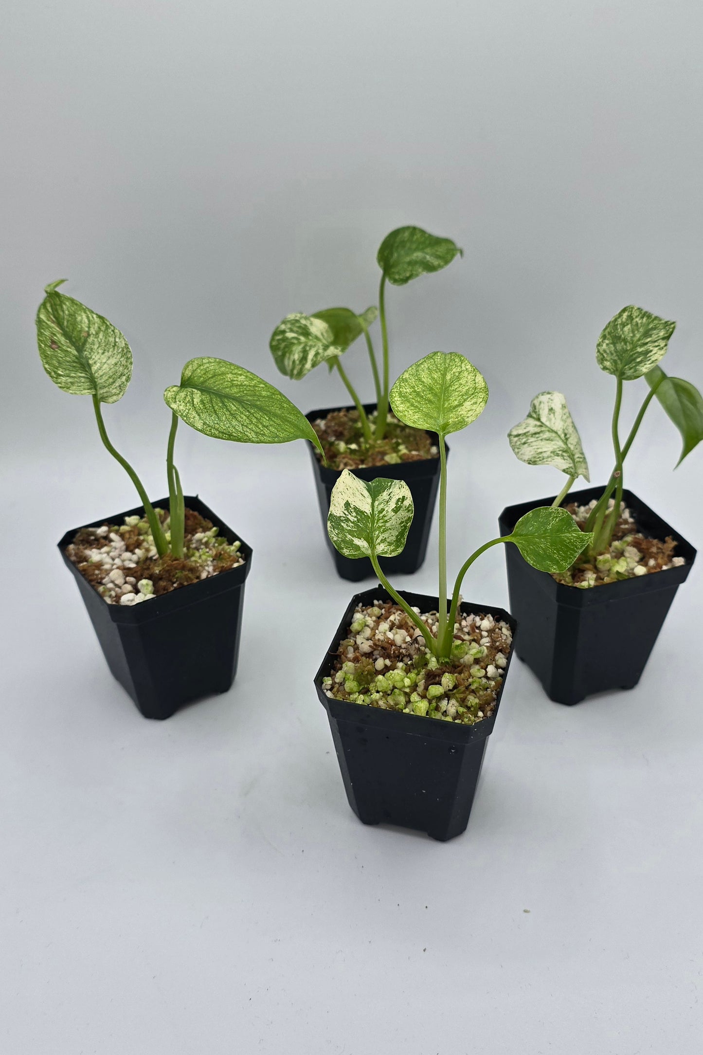 Sale Monstera White Mint Variegata