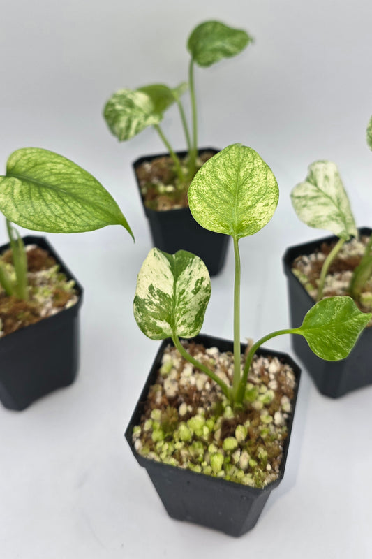 Sale Monstera White Mint Variegata