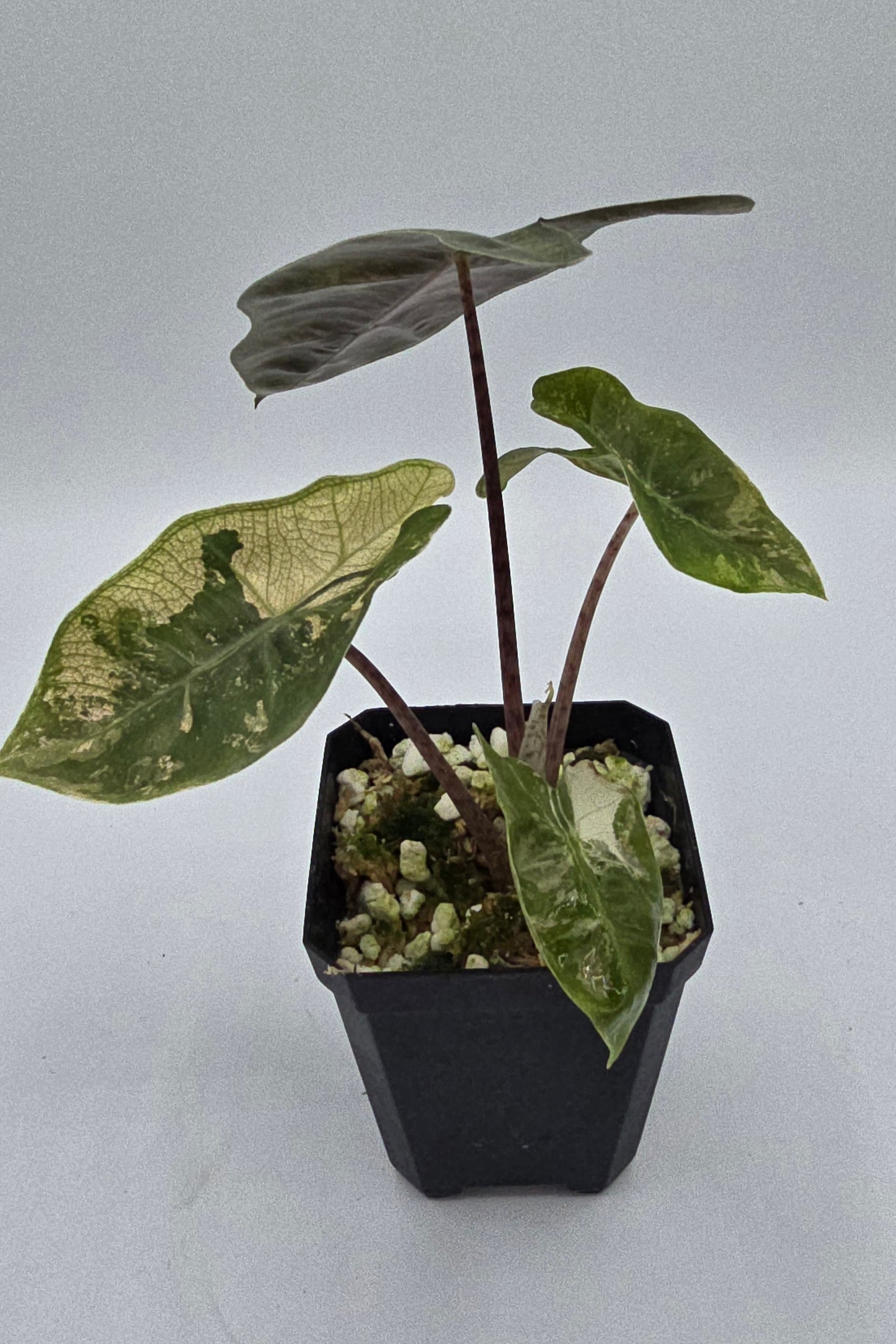 Alocasia Pseudo Sanderiana Pink Variegata