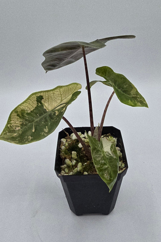 Alocasia Pseudo Sanderiana Pink Variegata
