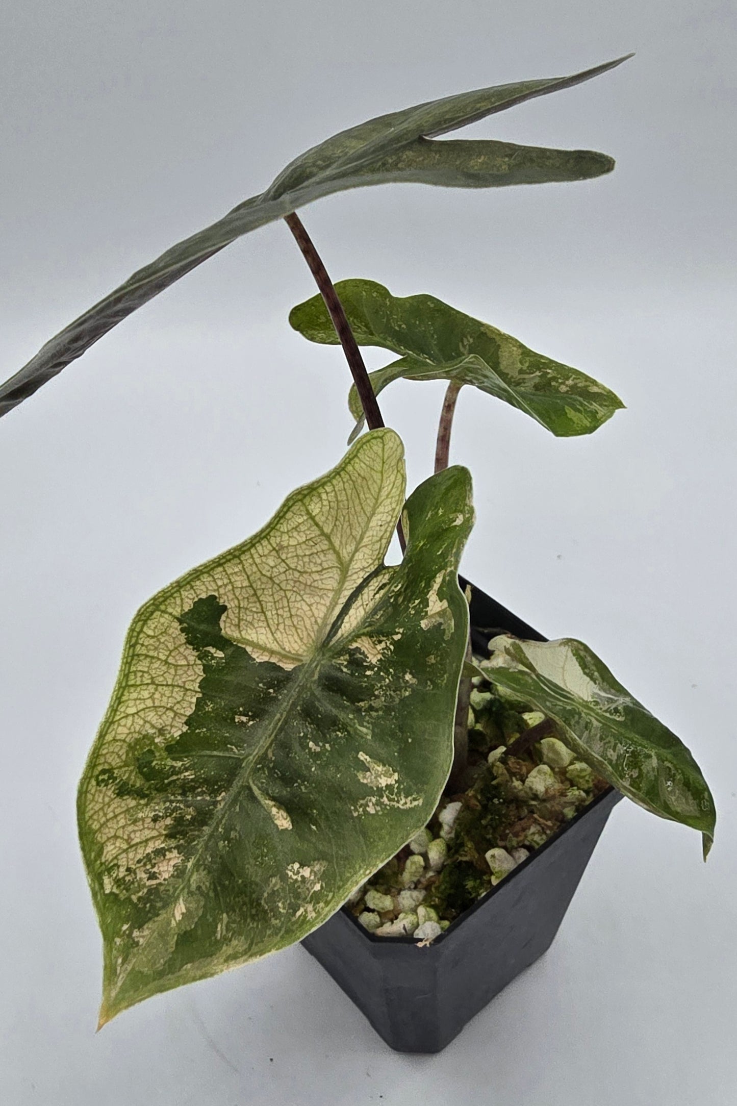 Alocasia Pseudo Sanderiana Pink Variegata