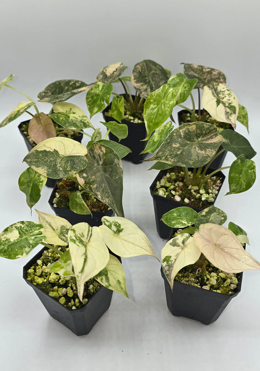 Alocasia Wentii Pink Albo Variegata