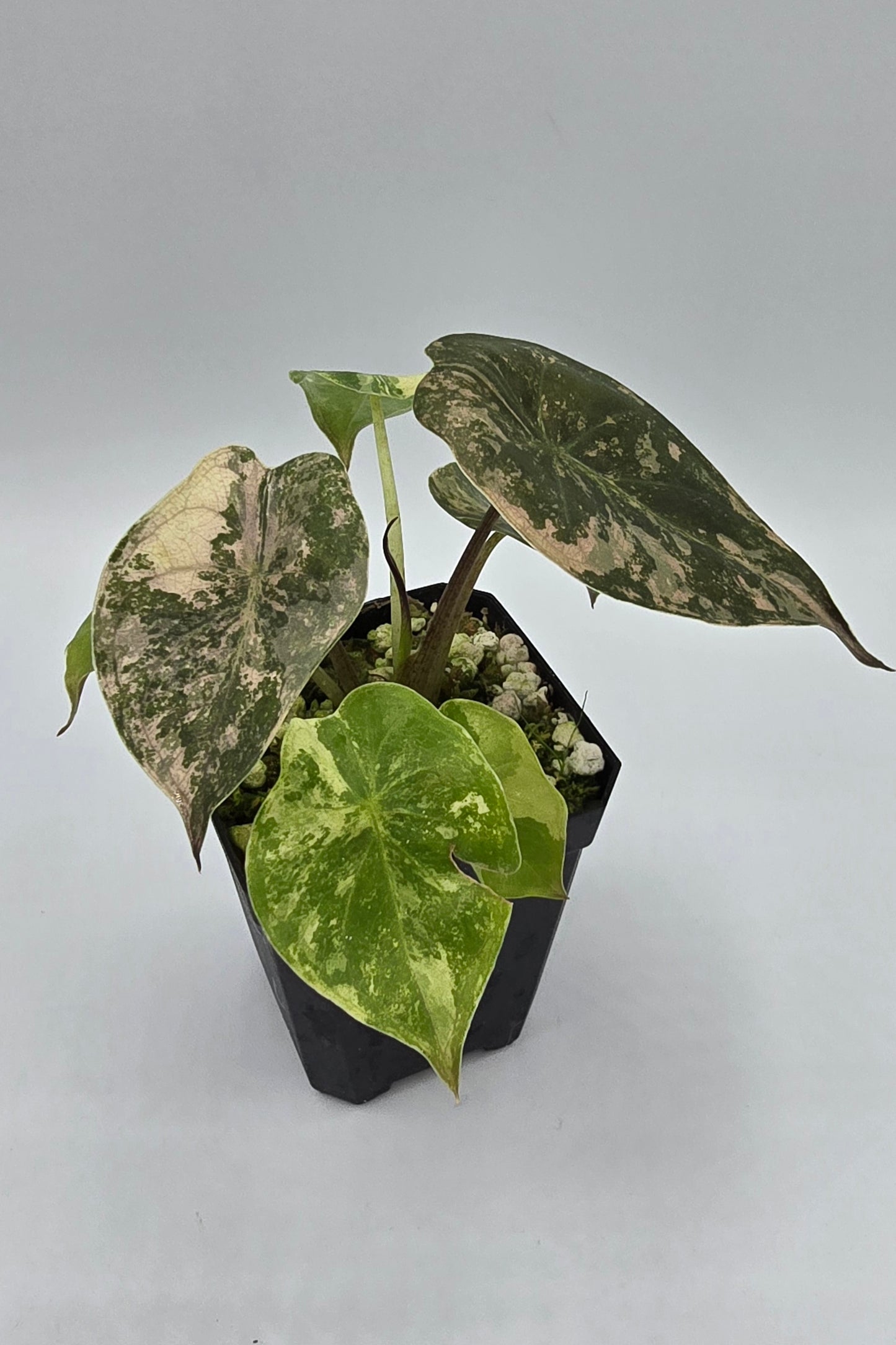 Alocasia Wentii Pink Albo Variegata