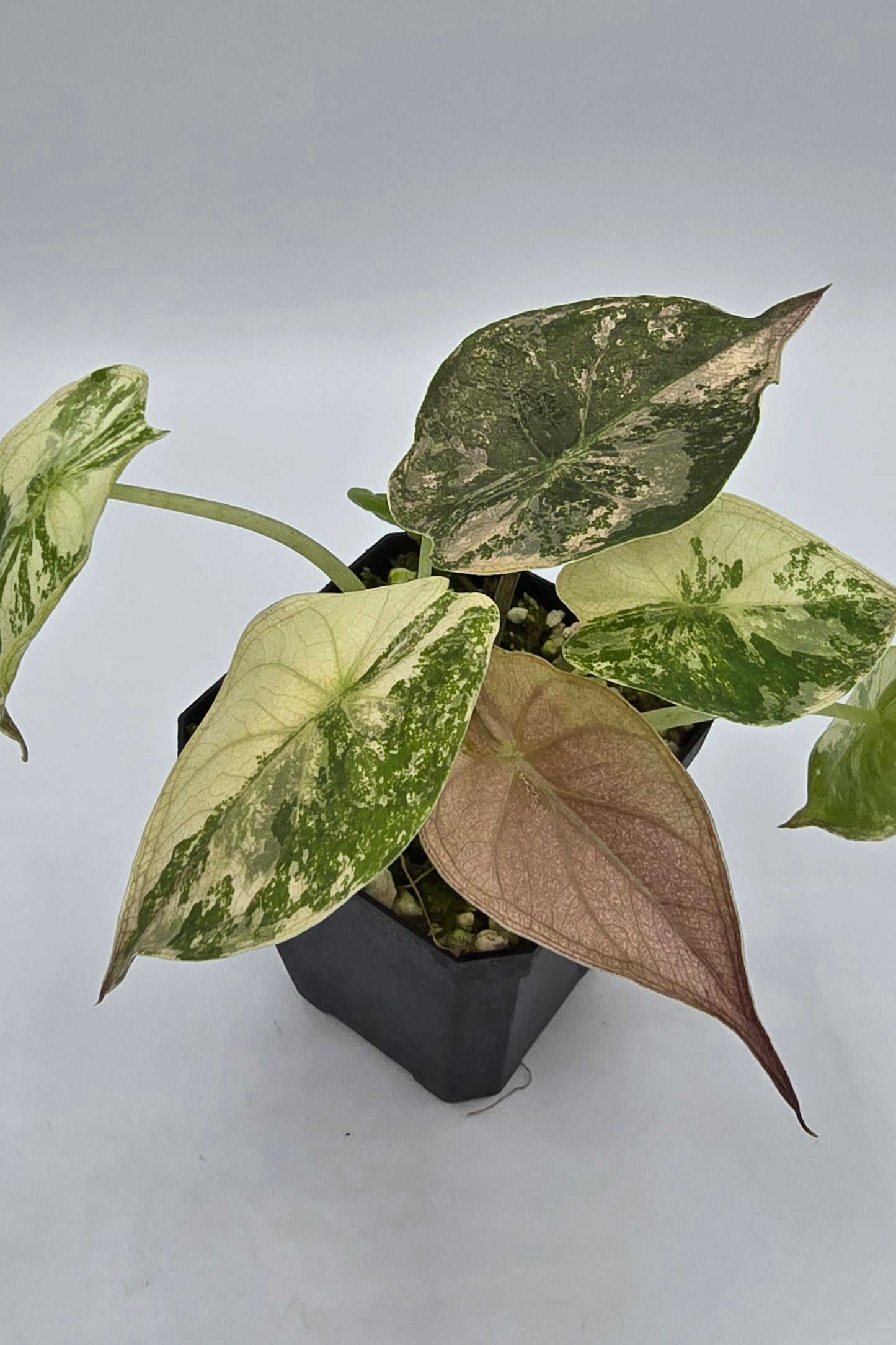 Alocasia Wentii Pink Albo Variegata