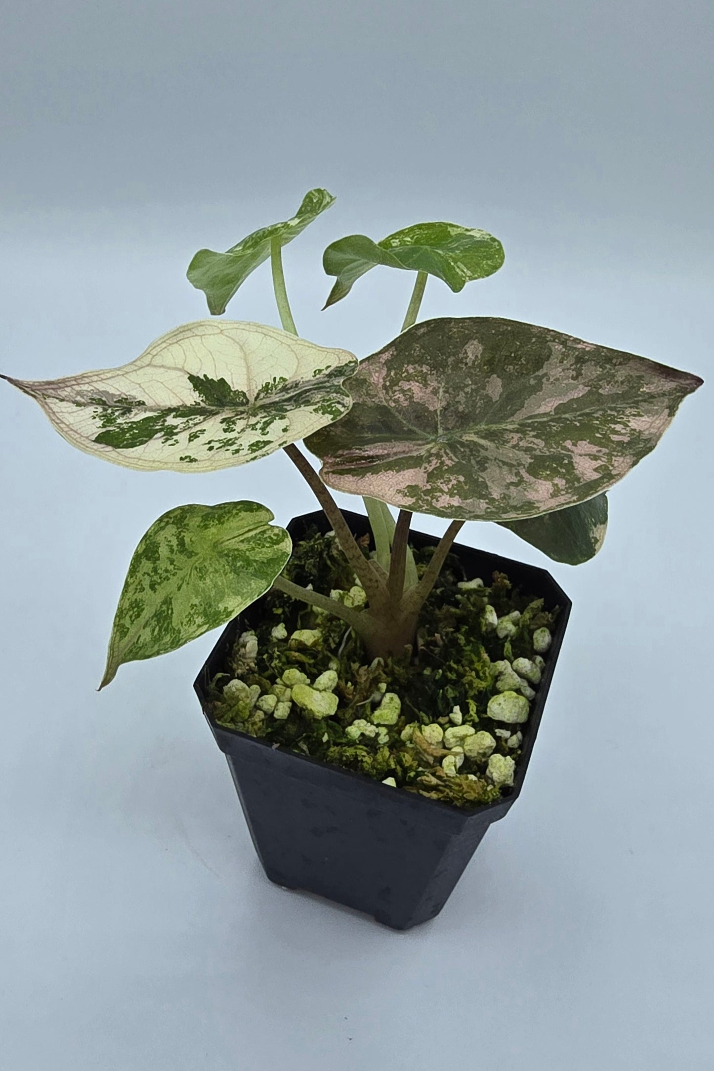 Alocasia Wentii Pink Albo Variegata