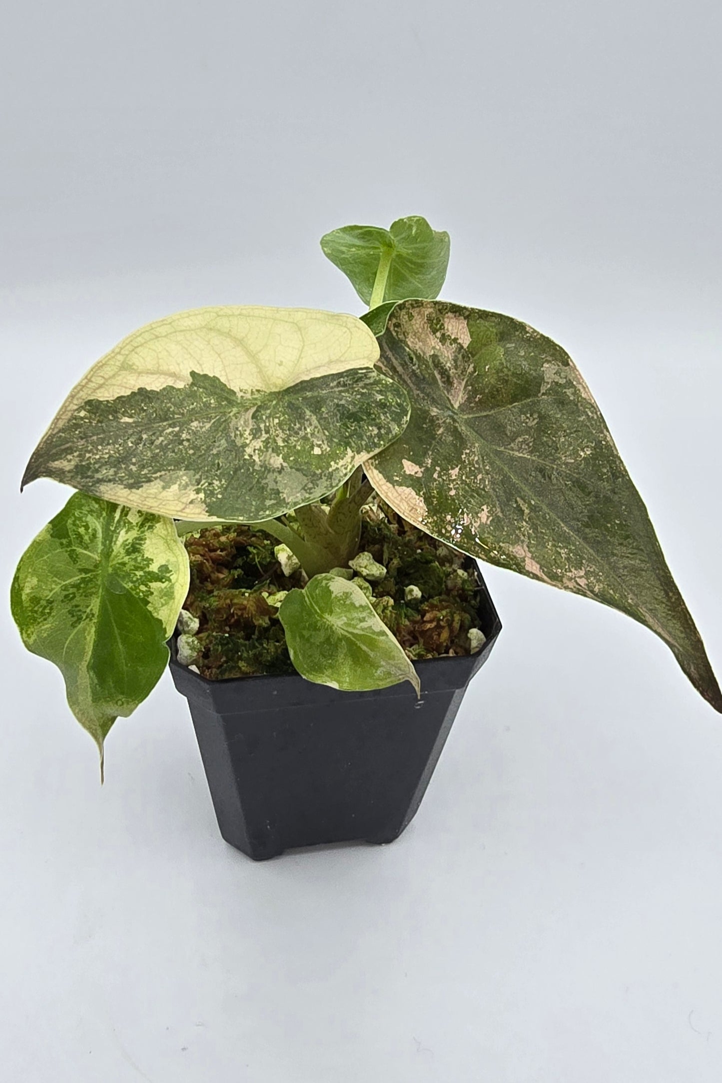 Alocasia Wentii Pink Albo Variegata