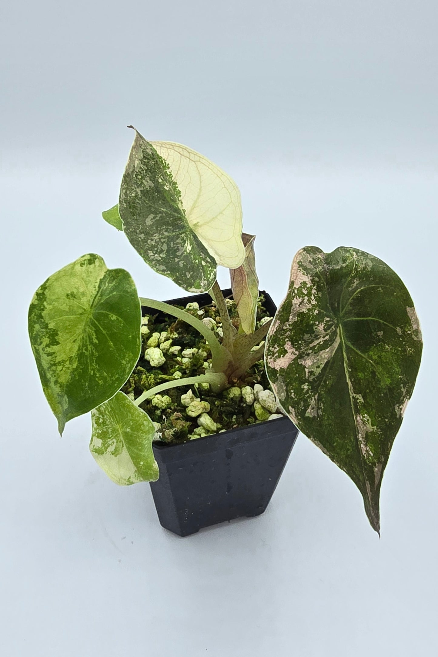 Alocasia Wentii Pink Albo Variegata