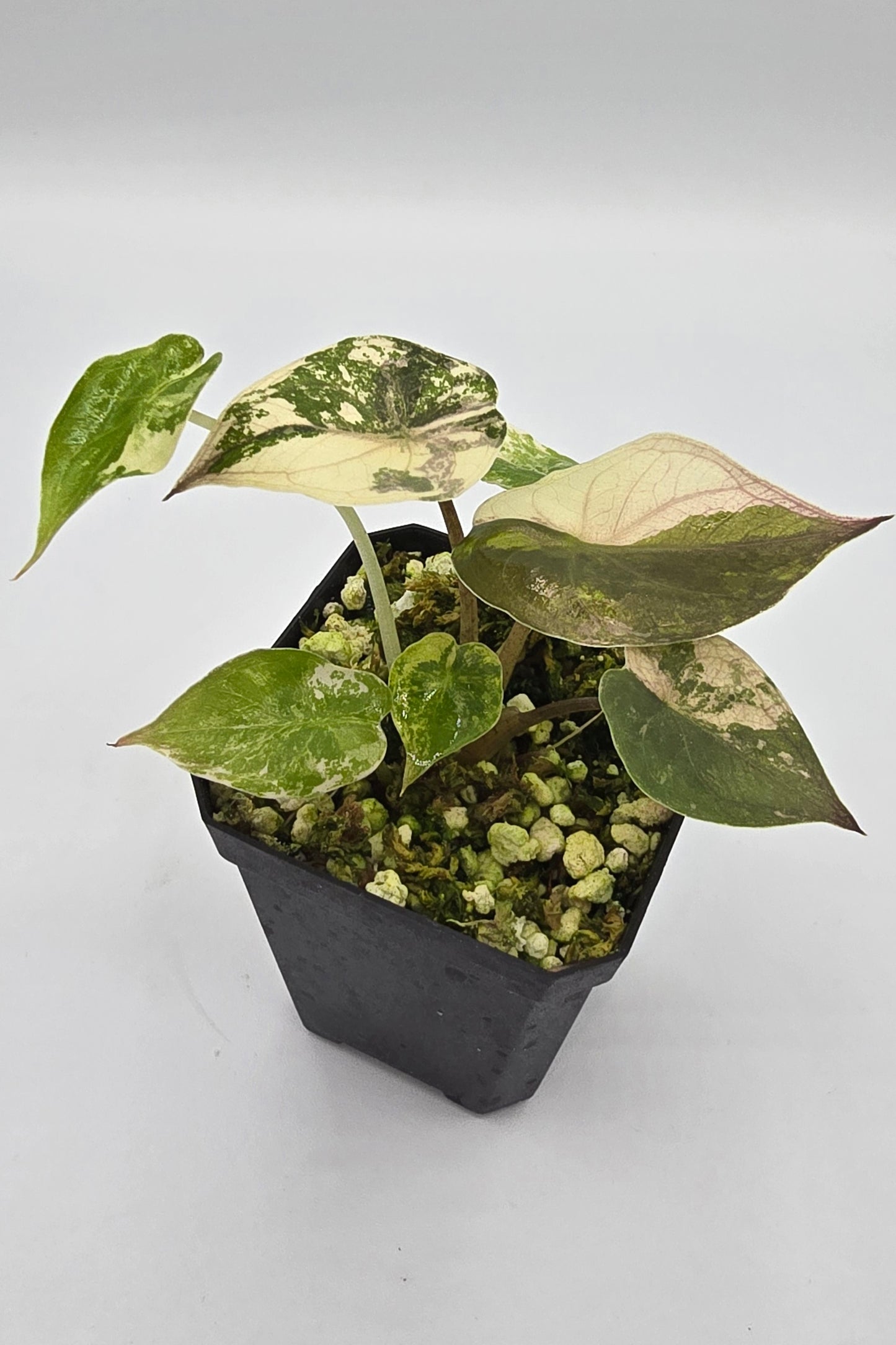 Alocasia Wentii Pink Albo Variegata