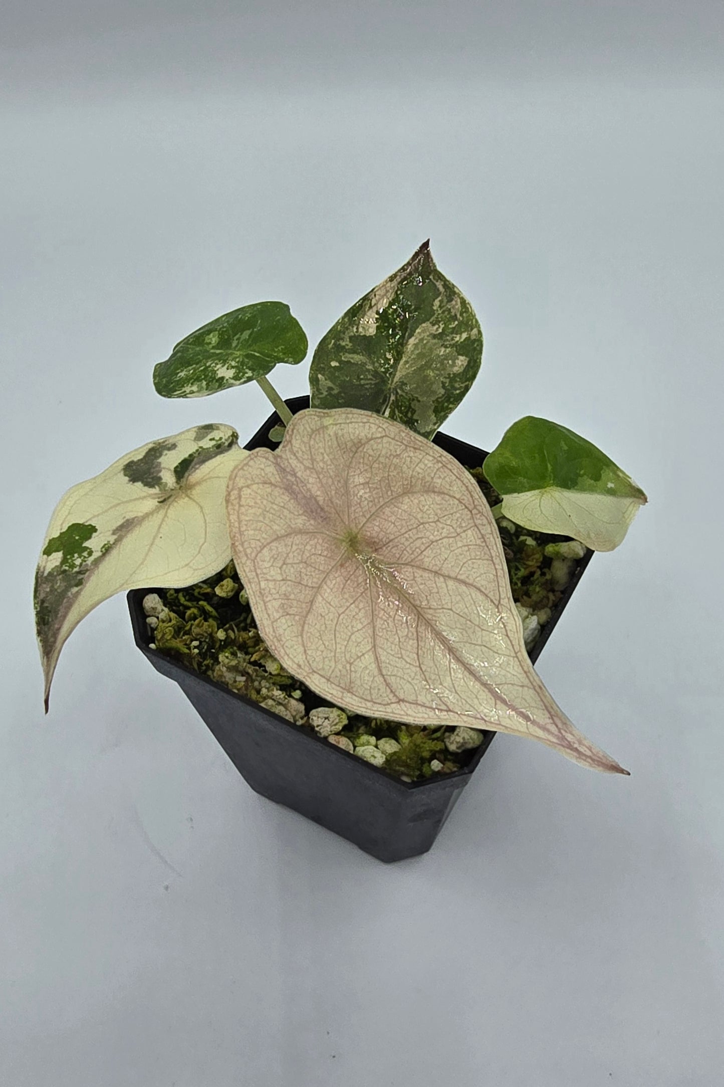 Alocasia Wentii Pink Albo Variegata
