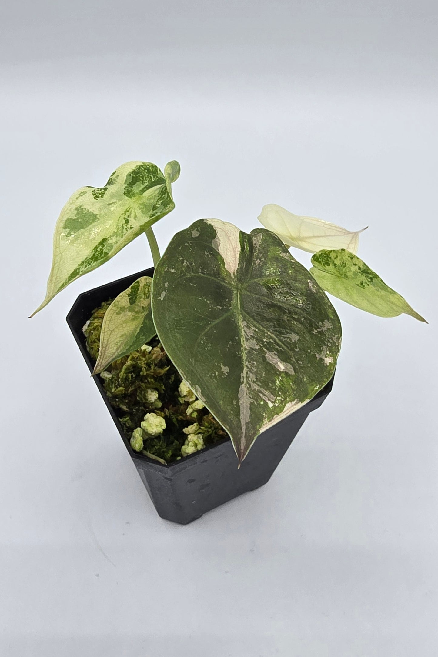 Alocasia Wentii Pink Albo Variegata