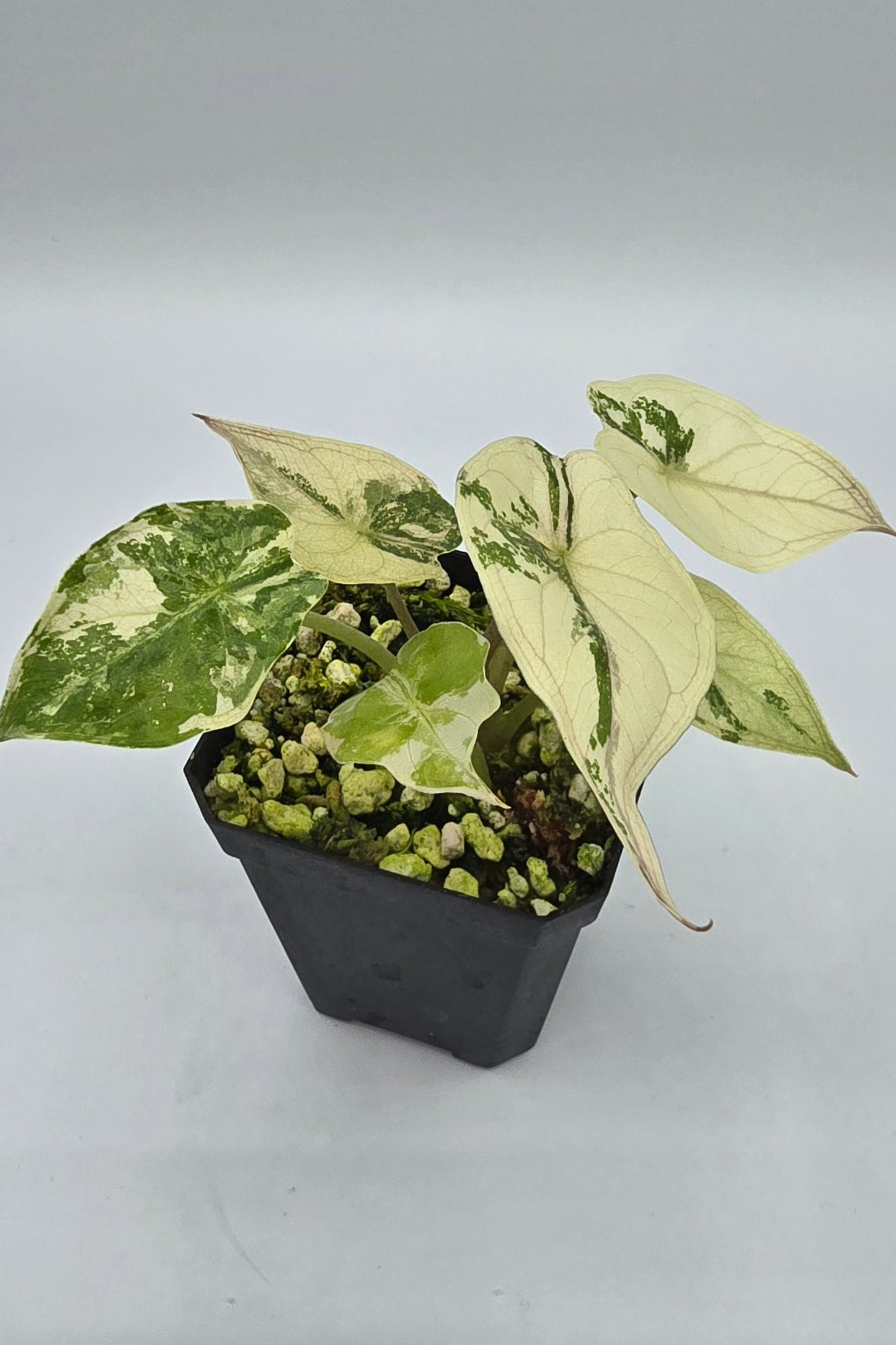 Alocasia Wentii Pink Albo Variegata