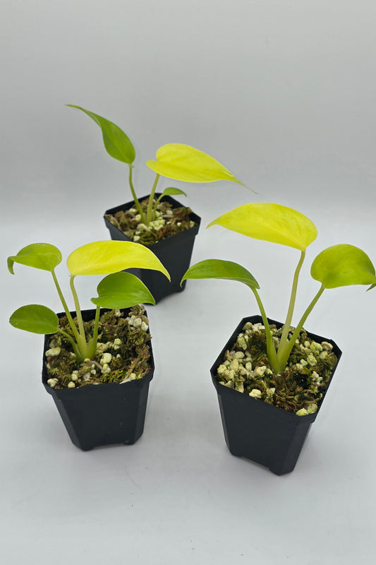 Monstera Deliciosa Lemon Lime