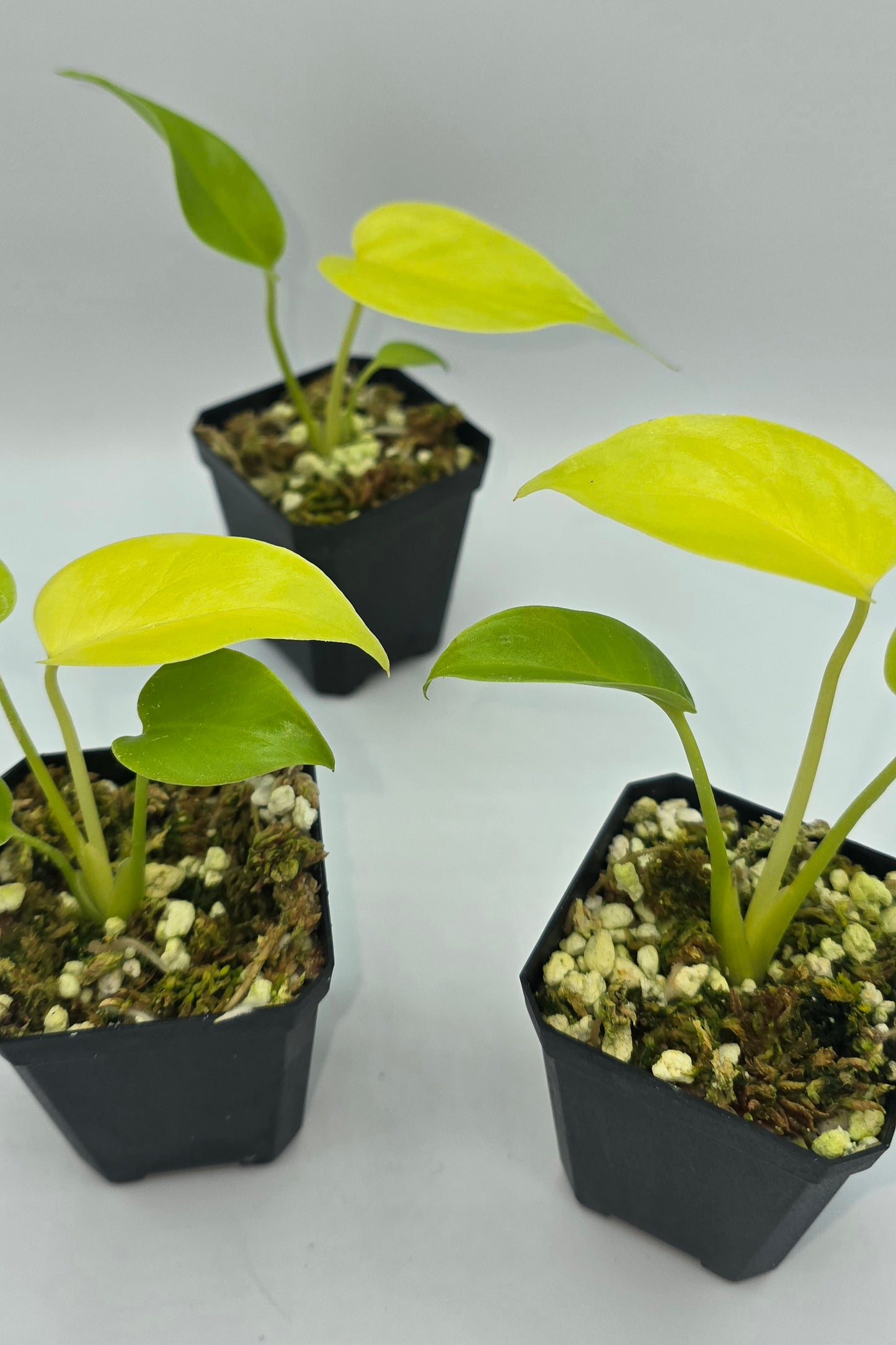 Monstera Deliciosa Lemon Lime