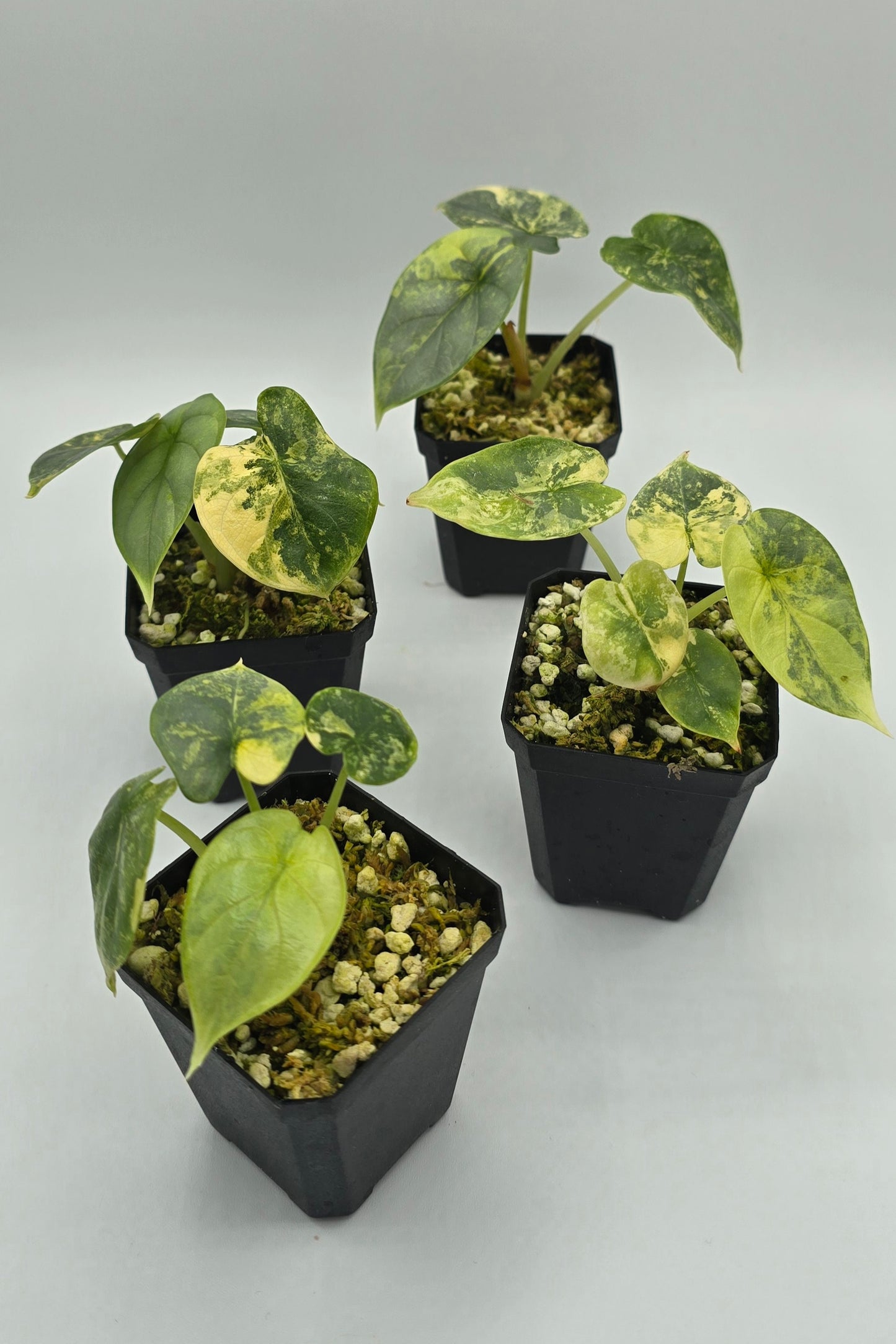 Alocasia Silver Dragon Aurea Variegata
