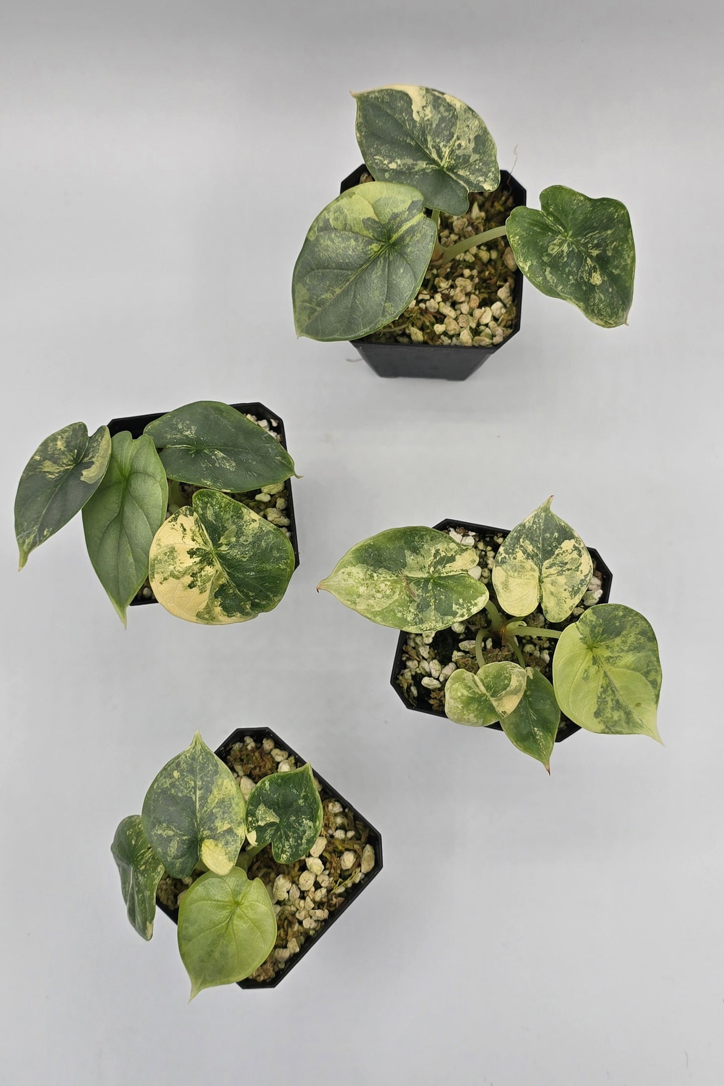 Alocasia Silver Dragon Aurea Variegata
