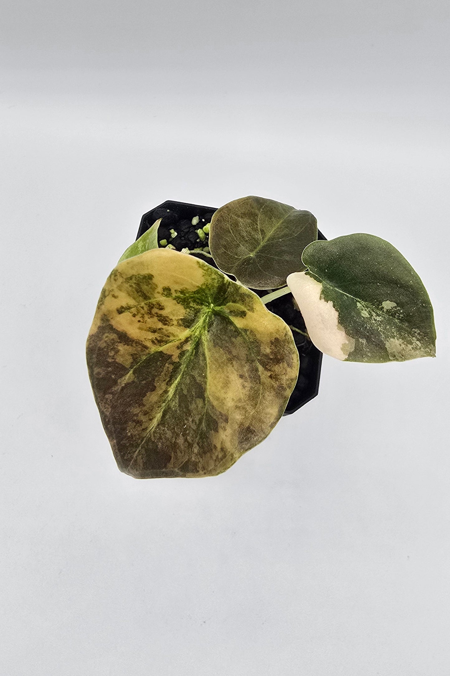 Alocasia Cuprea Golden Latte Variegata