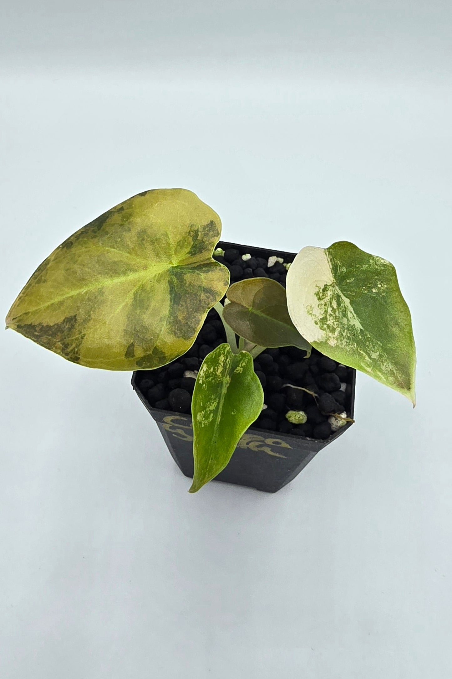 Alocasia Cuprea Golden Latte Variegata