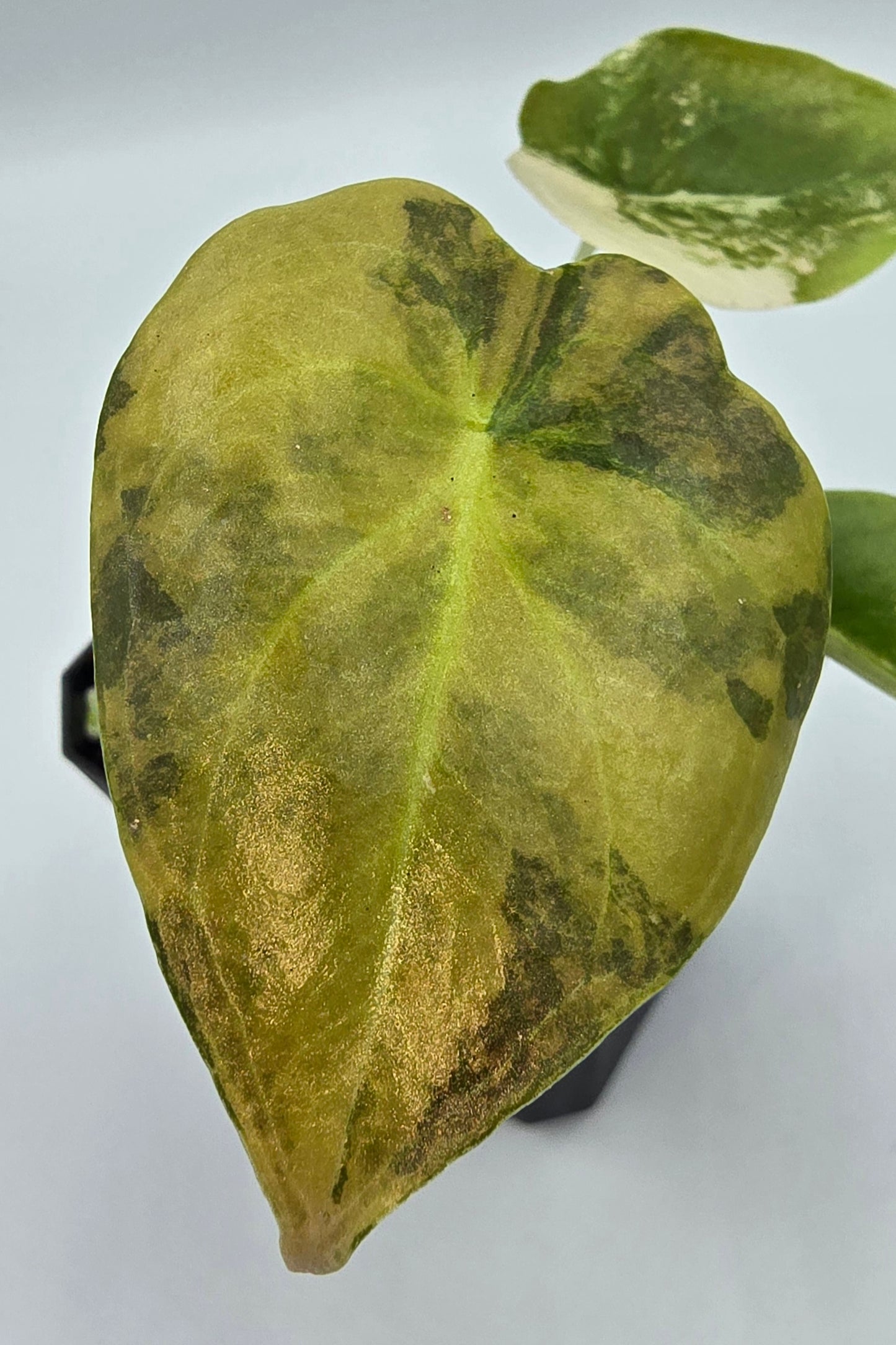 Alocasia Cuprea Golden Latte Variegata