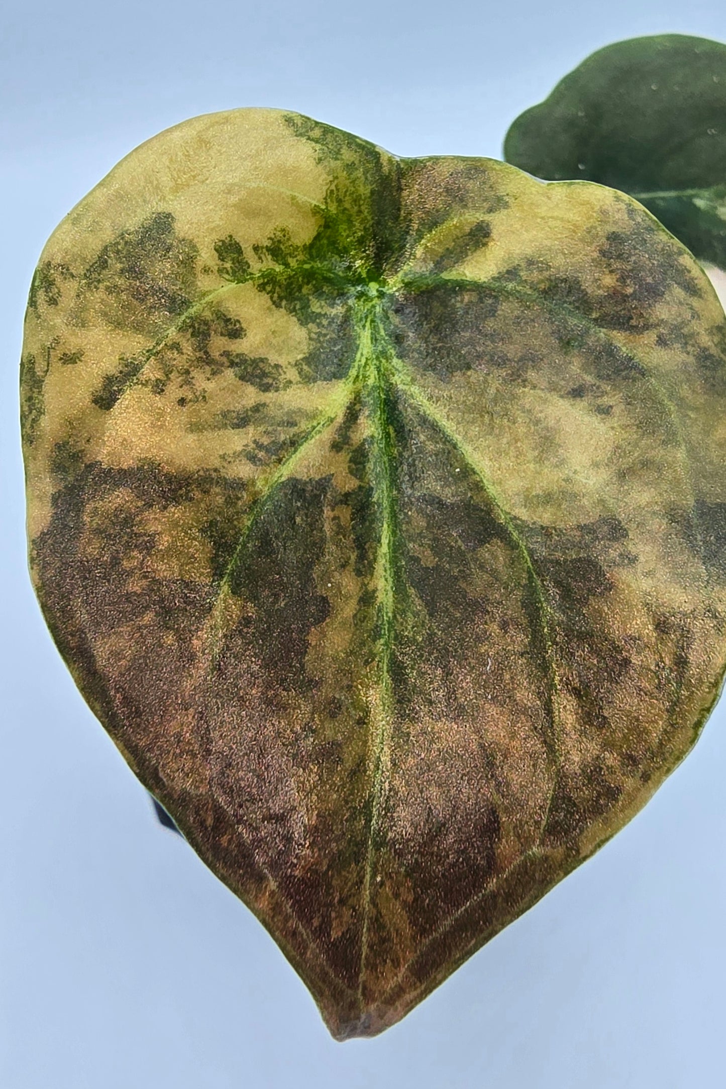Alocasia Cuprea Golden Latte Variegata