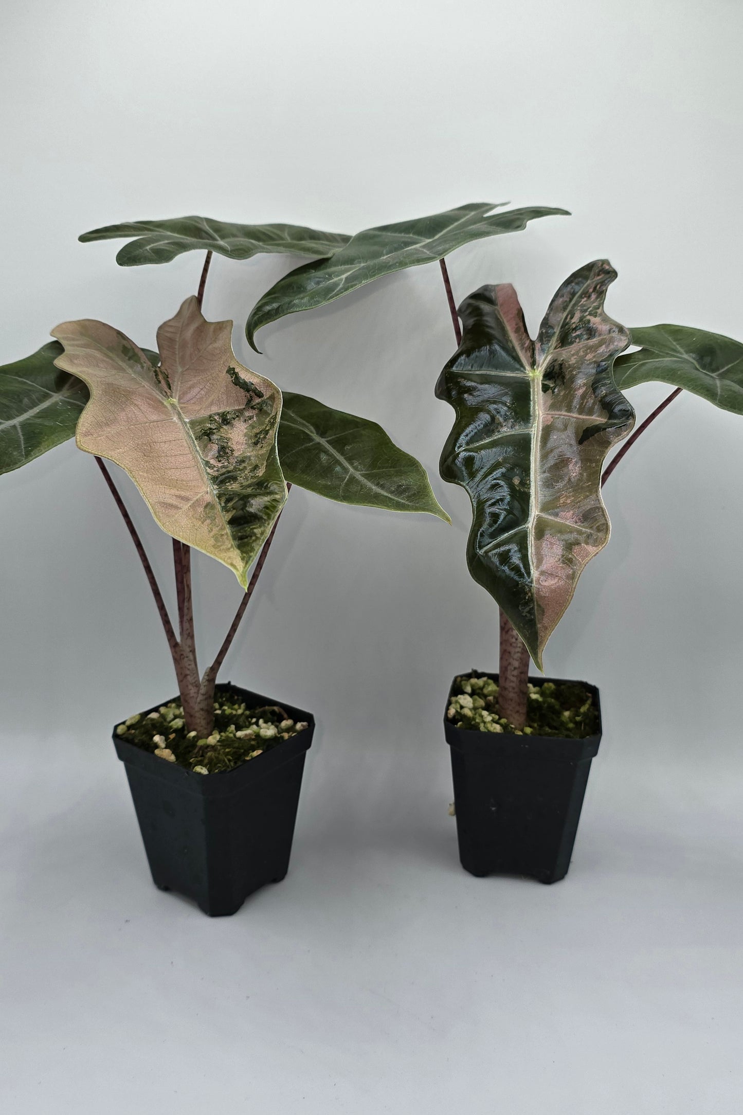 Alocasia Pseudo Sanderiana Pink Variegata