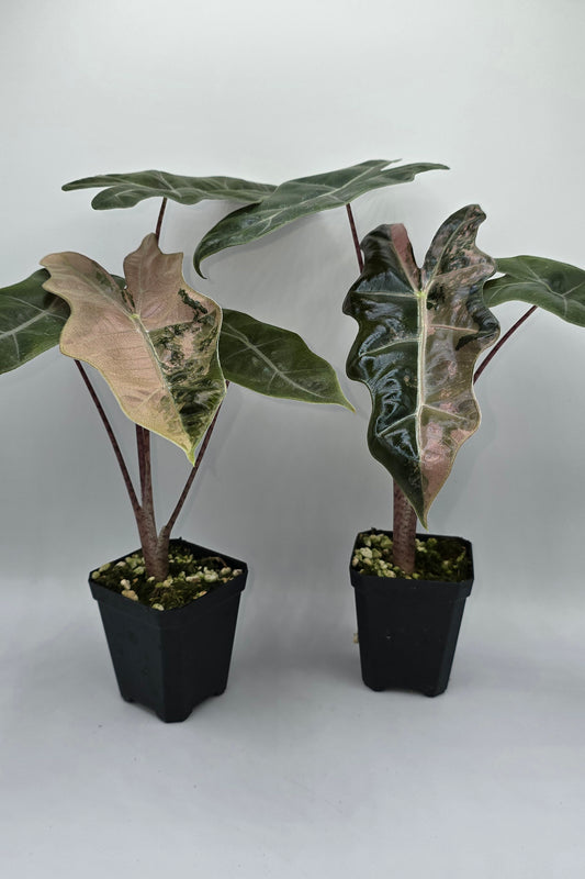 Alocasia Pseudo Sanderiana Pink Variegata