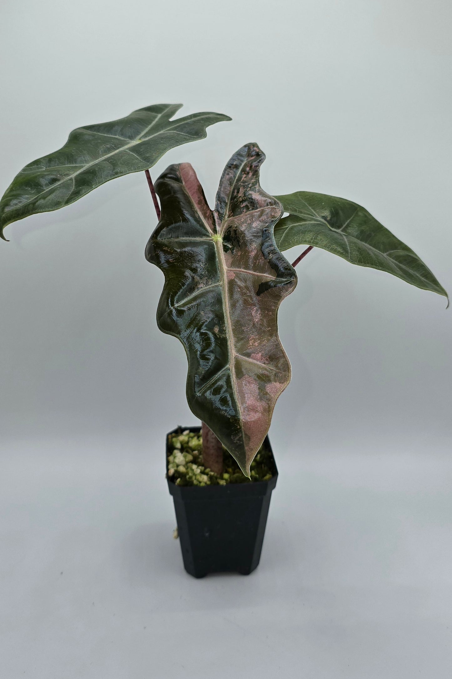 Alocasia Pseudo Sanderiana Pink Variegata