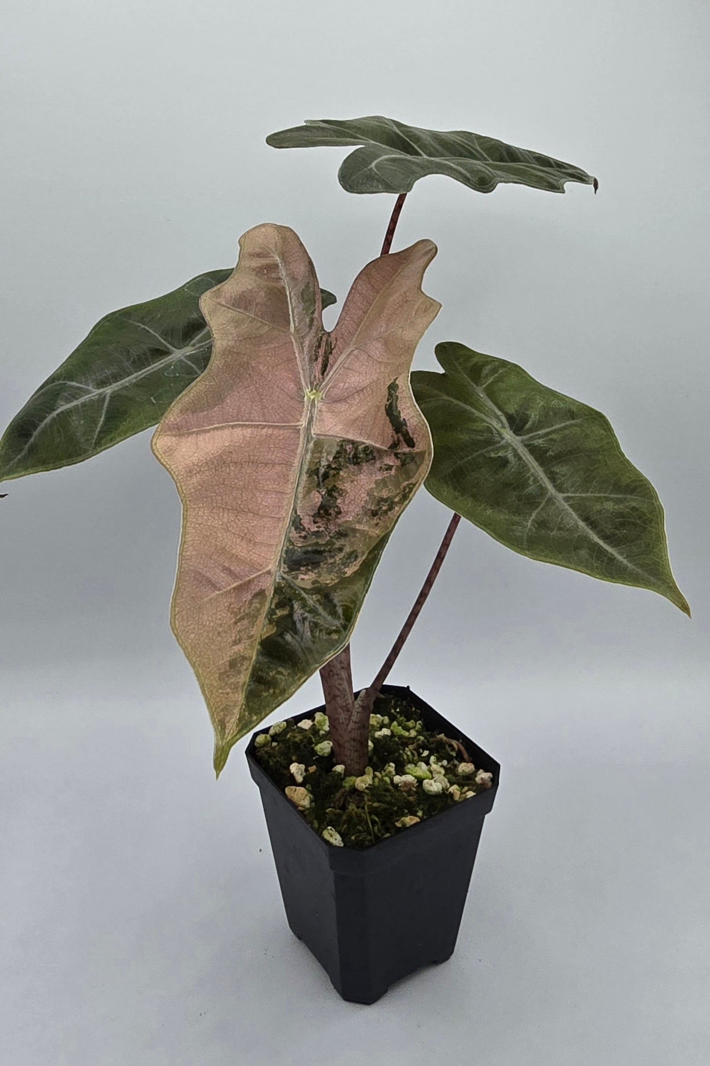 Alocasia Pseudo Sanderiana Pink Variegata