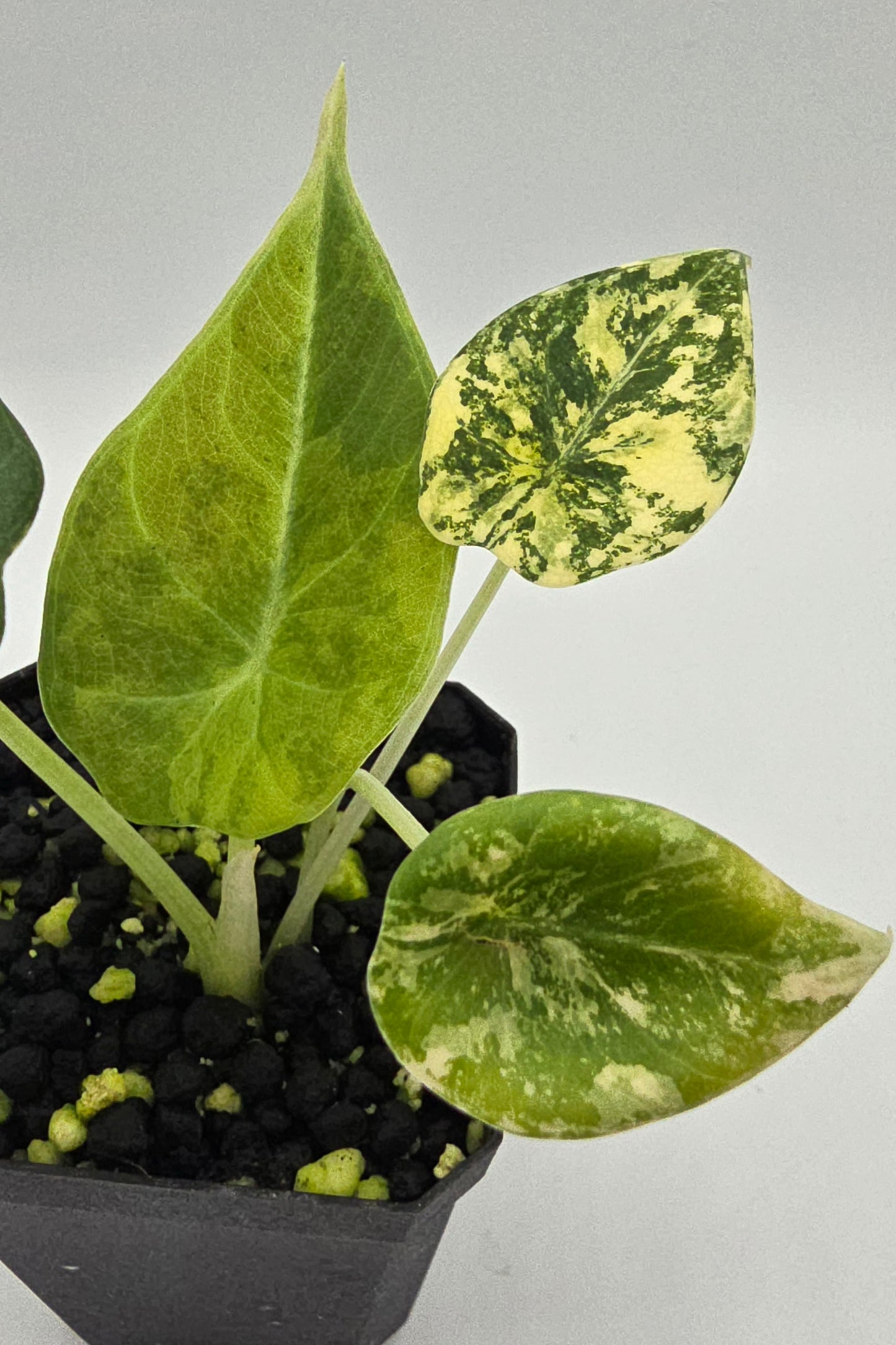 Alocasia Maharani Golden Lime Variegata