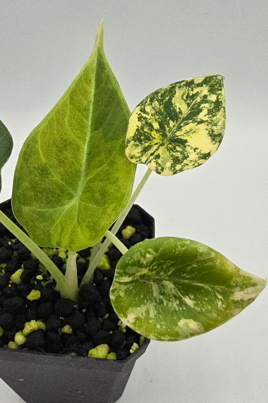 Alocasia Maharani Golden Lime Variegata