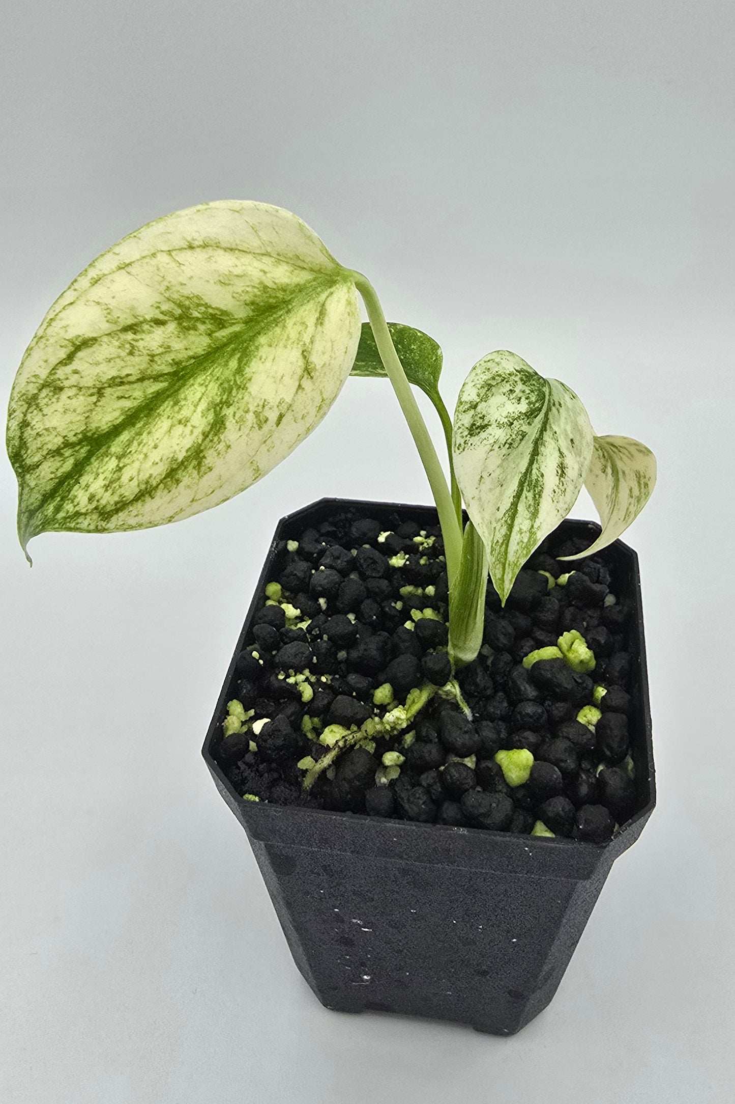 Monstera Star Shadow Variegata