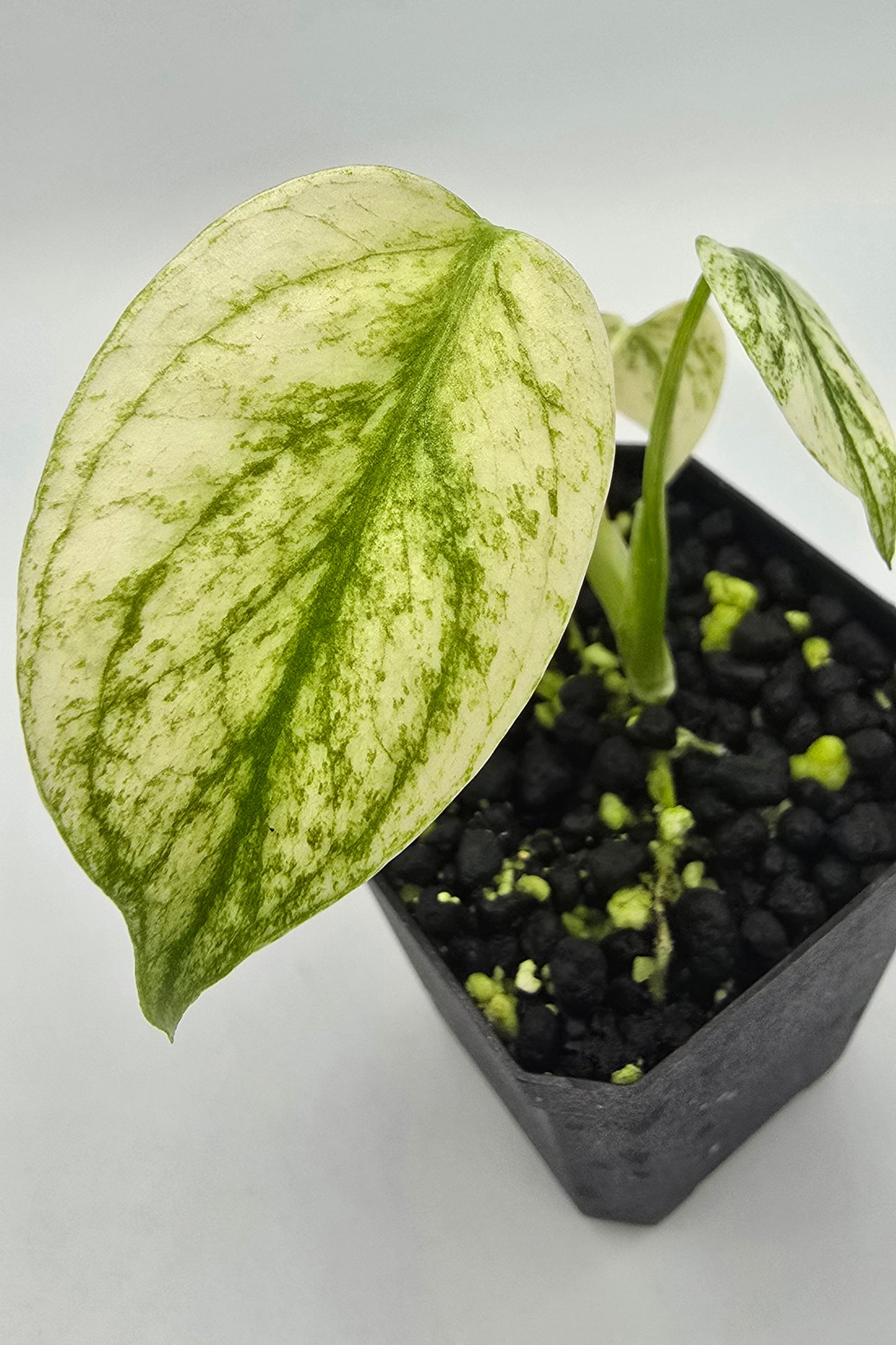 Monstera Star Shadow Variegata