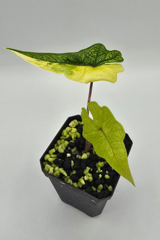 Alocasia Jacklyn Aurea Variegata