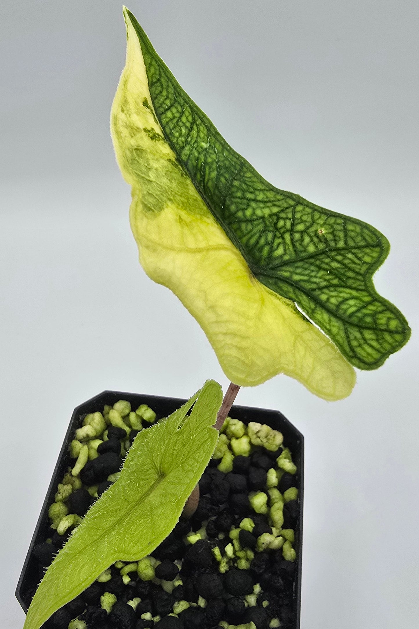 Alocasia Jacklyn Aurea Variegata