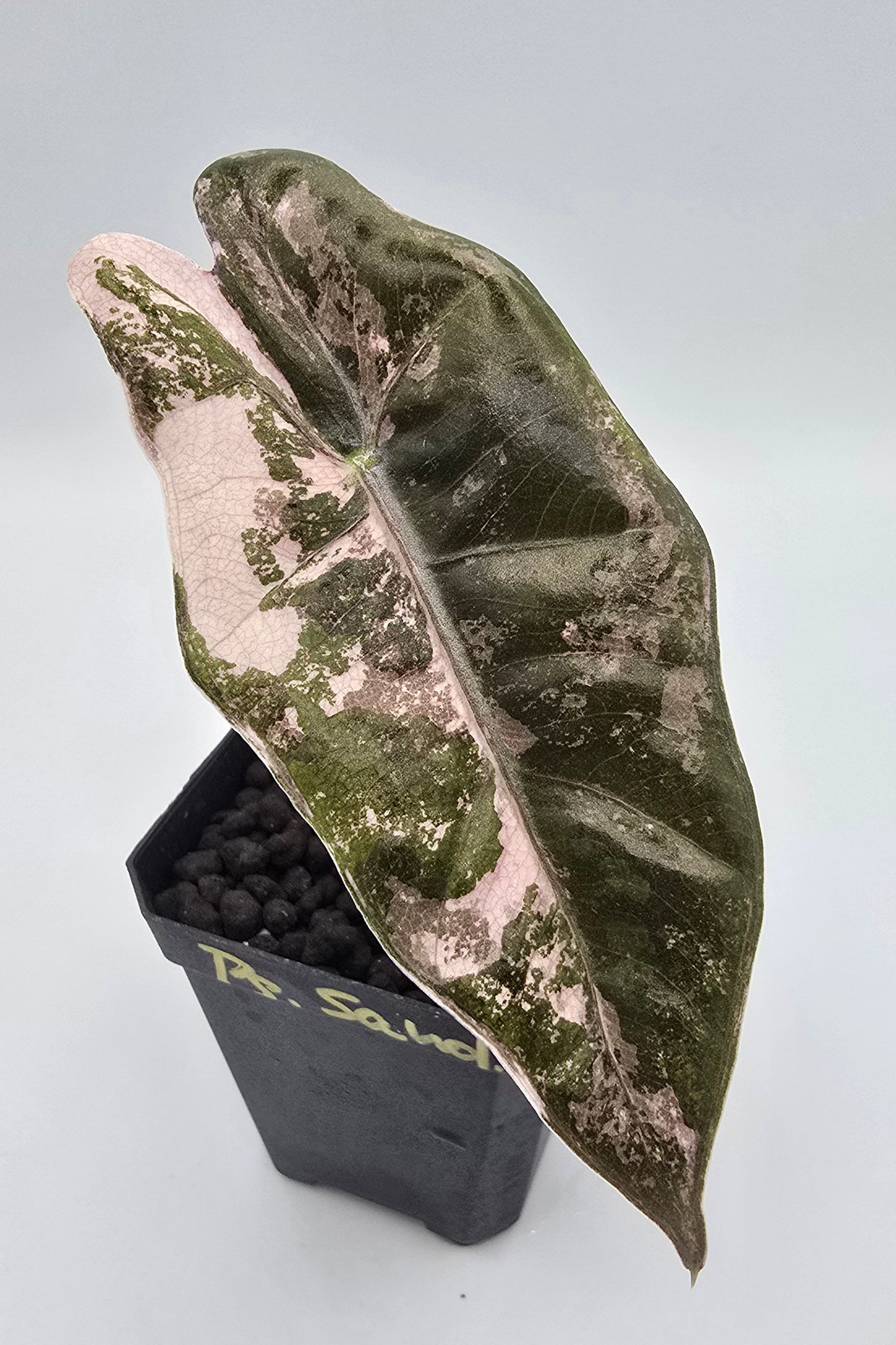 Alocasia Pseudo Sanderiana Pink Variegata Baby
