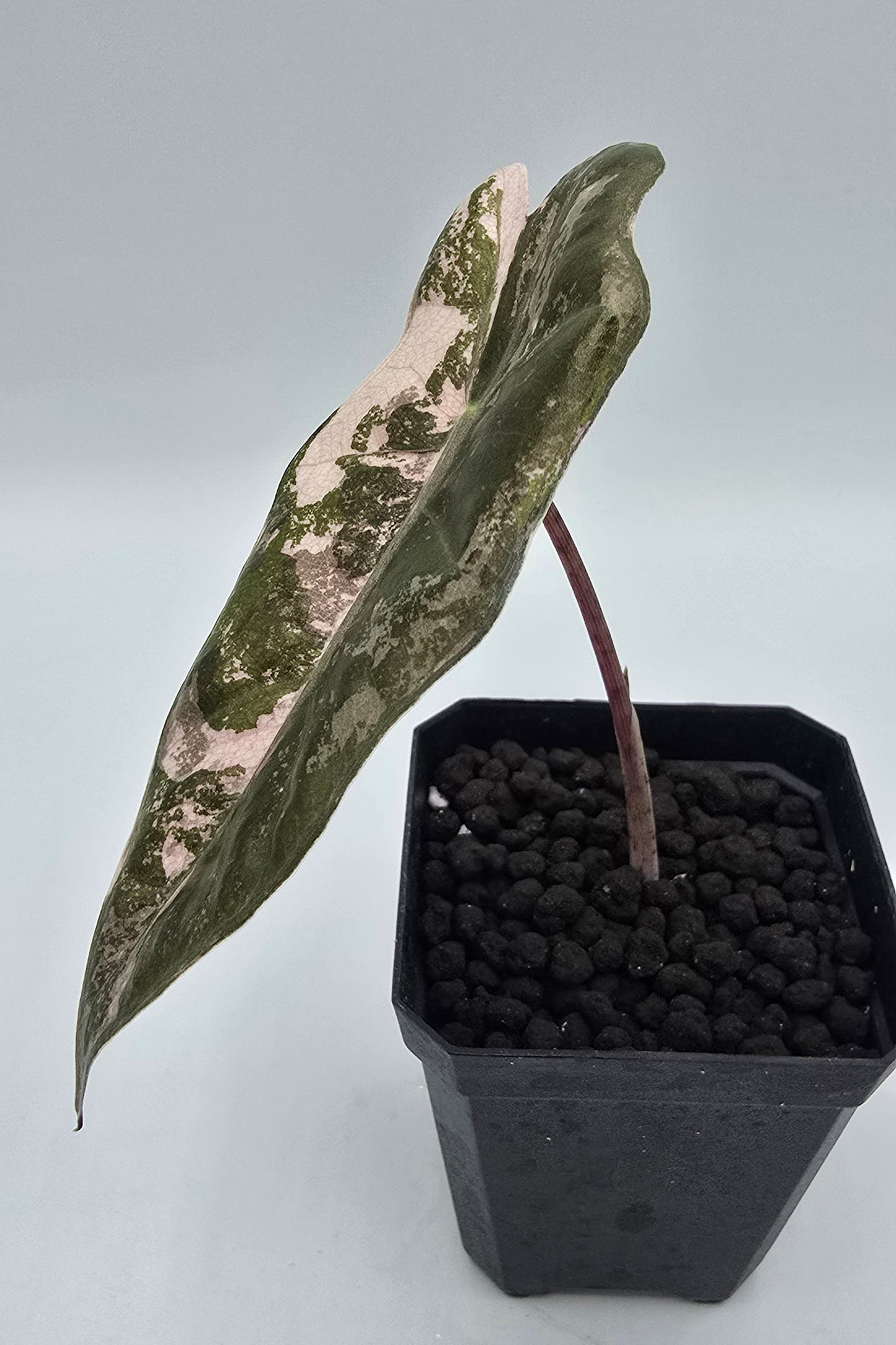 Alocasia Pseudo Sanderiana Pink Variegata Baby