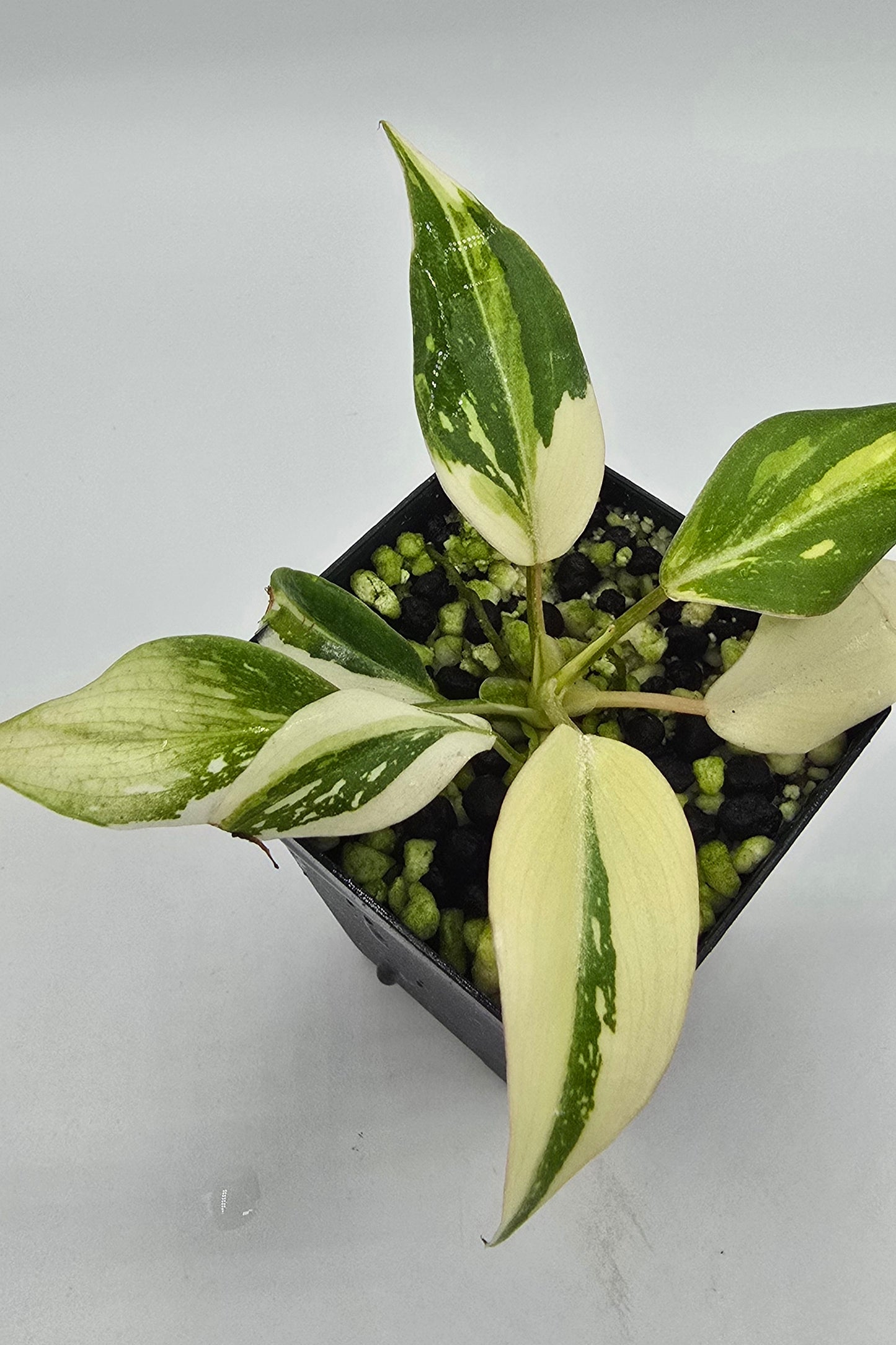 Philodendron Gloriosum Variegata