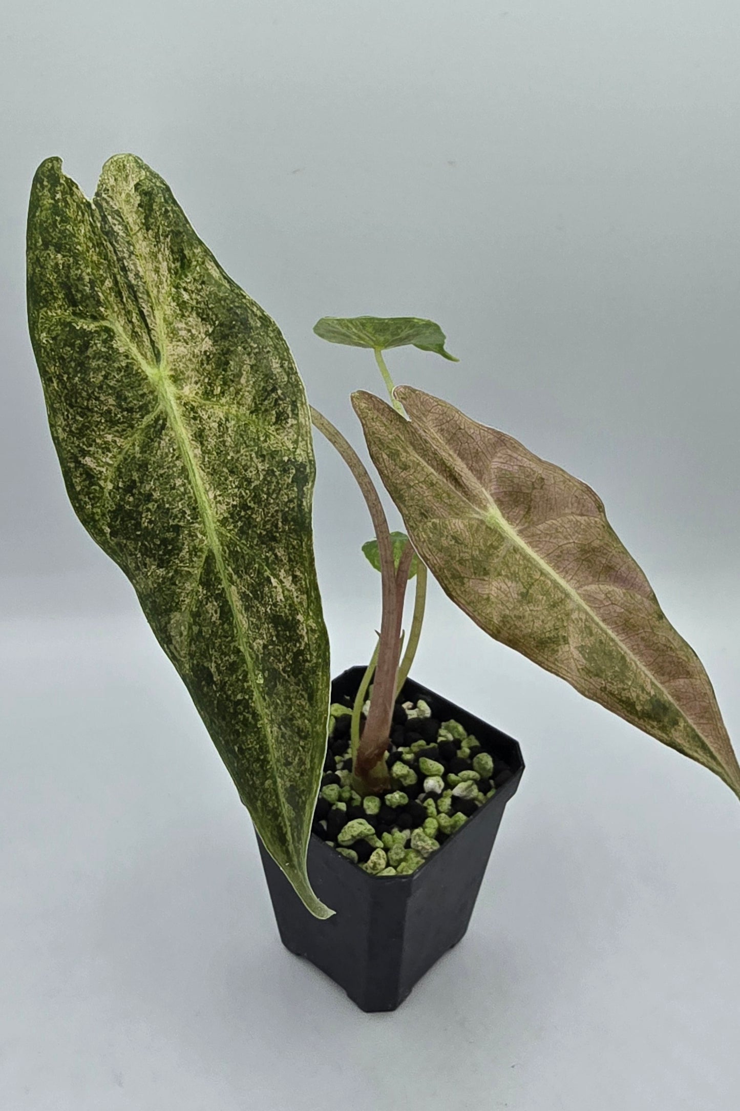 Alocasia Longiloba Black Satun Stardust Variegata