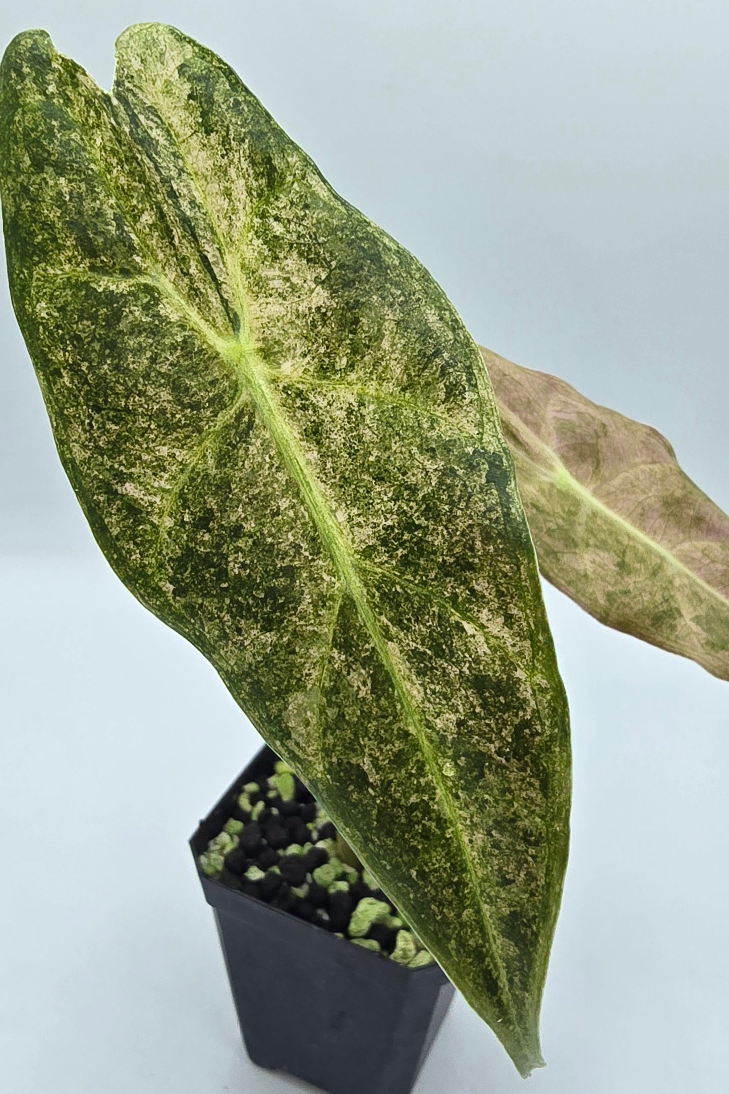 Alocasia Longiloba Black Satun Stardust Variegata