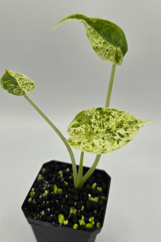 Alocasia Dragon Scale Mint Variegata
