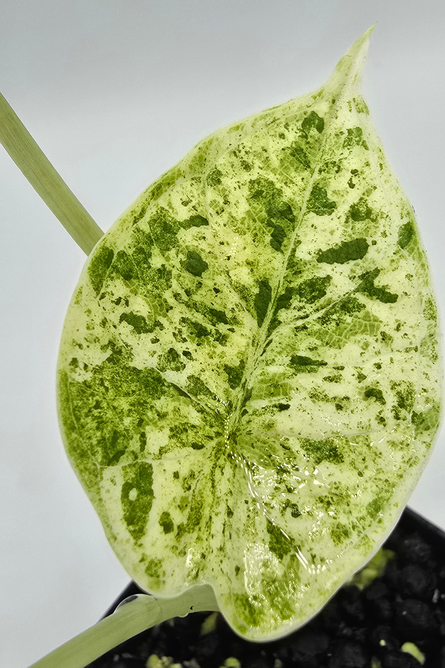 Alocasia Dragon Scale Mint Variegata