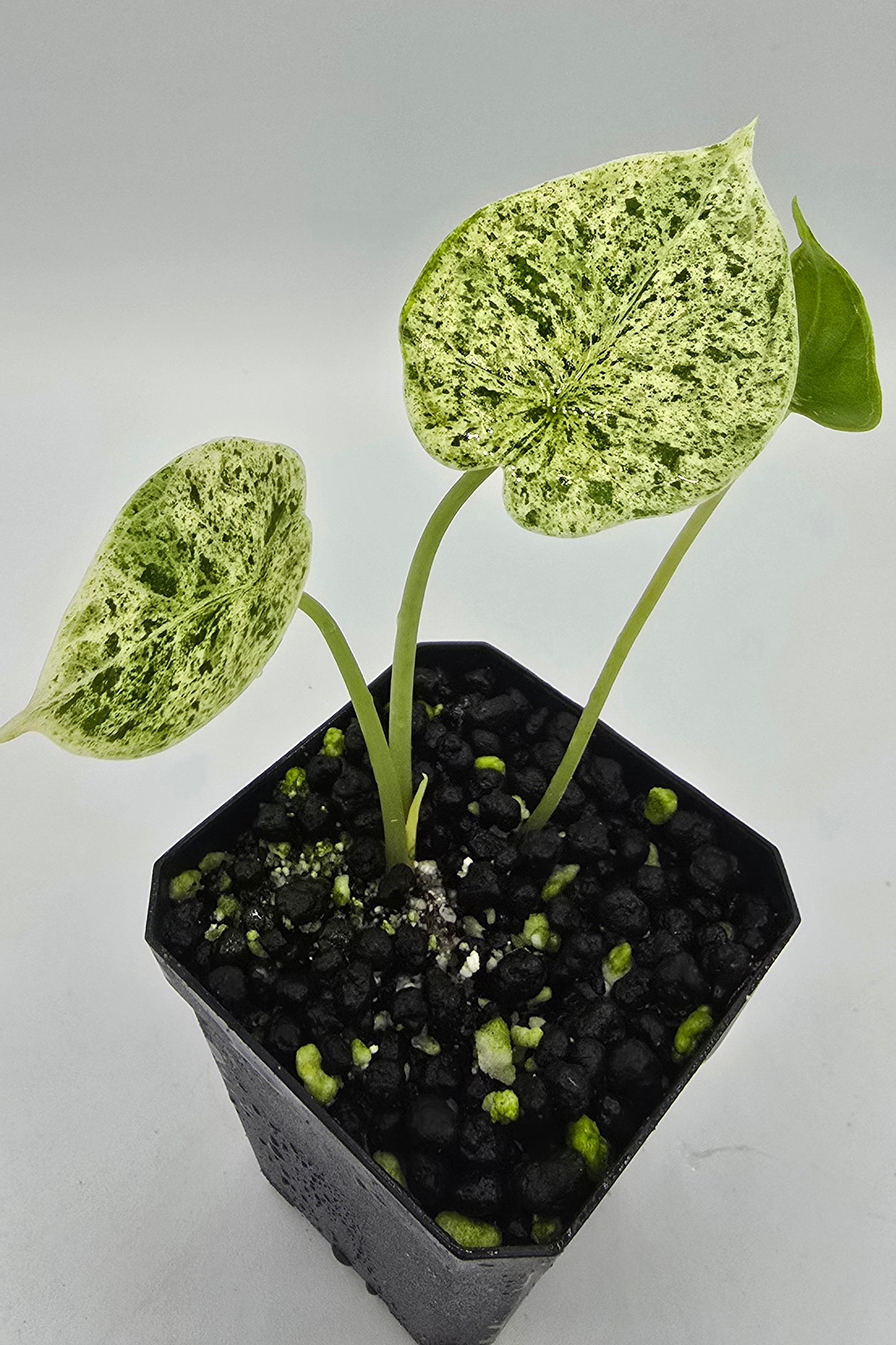 Alocasia Dragon Scale Mint Variegata