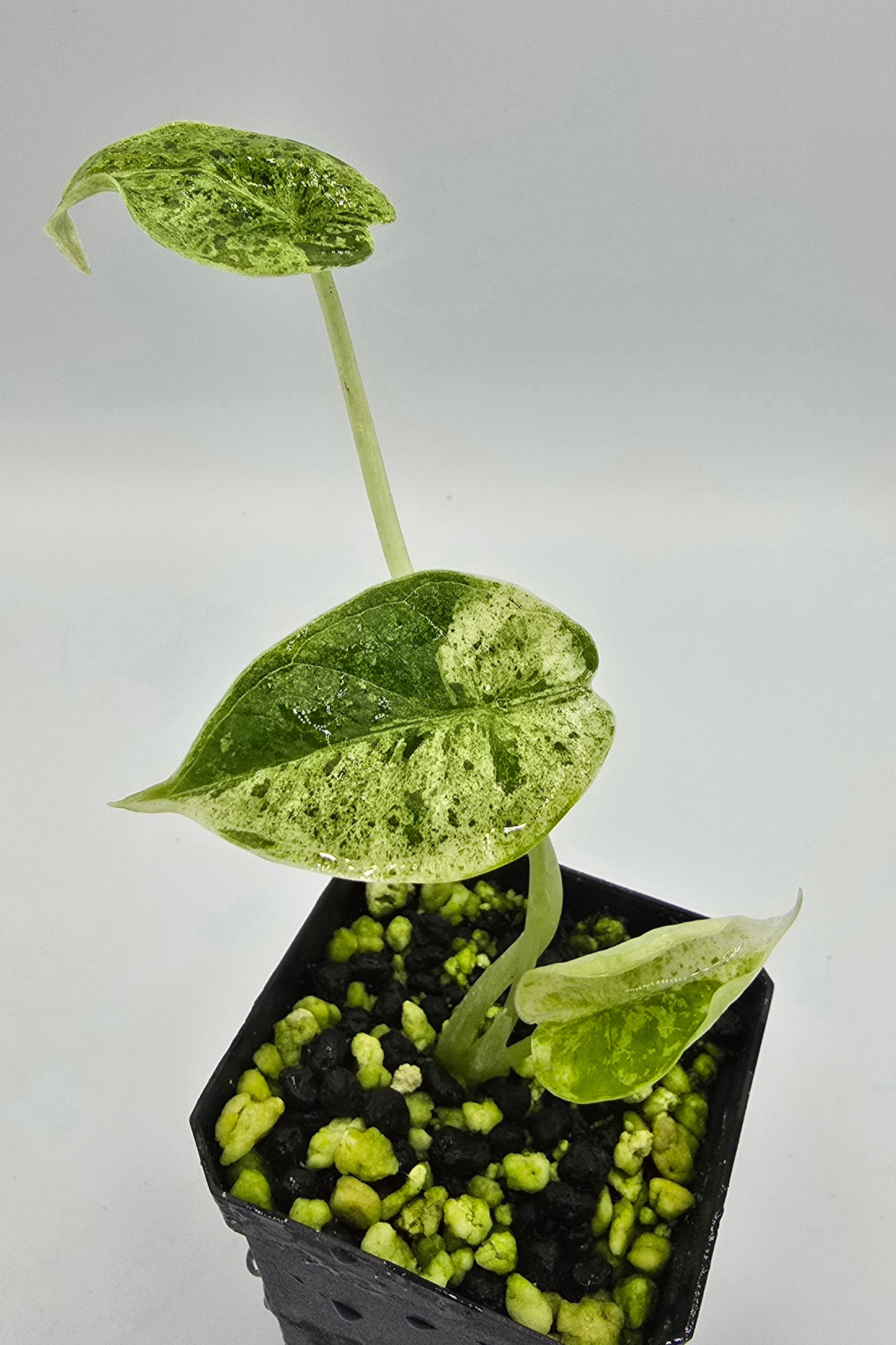 Alocasia Dragon Scale Mint Variegata