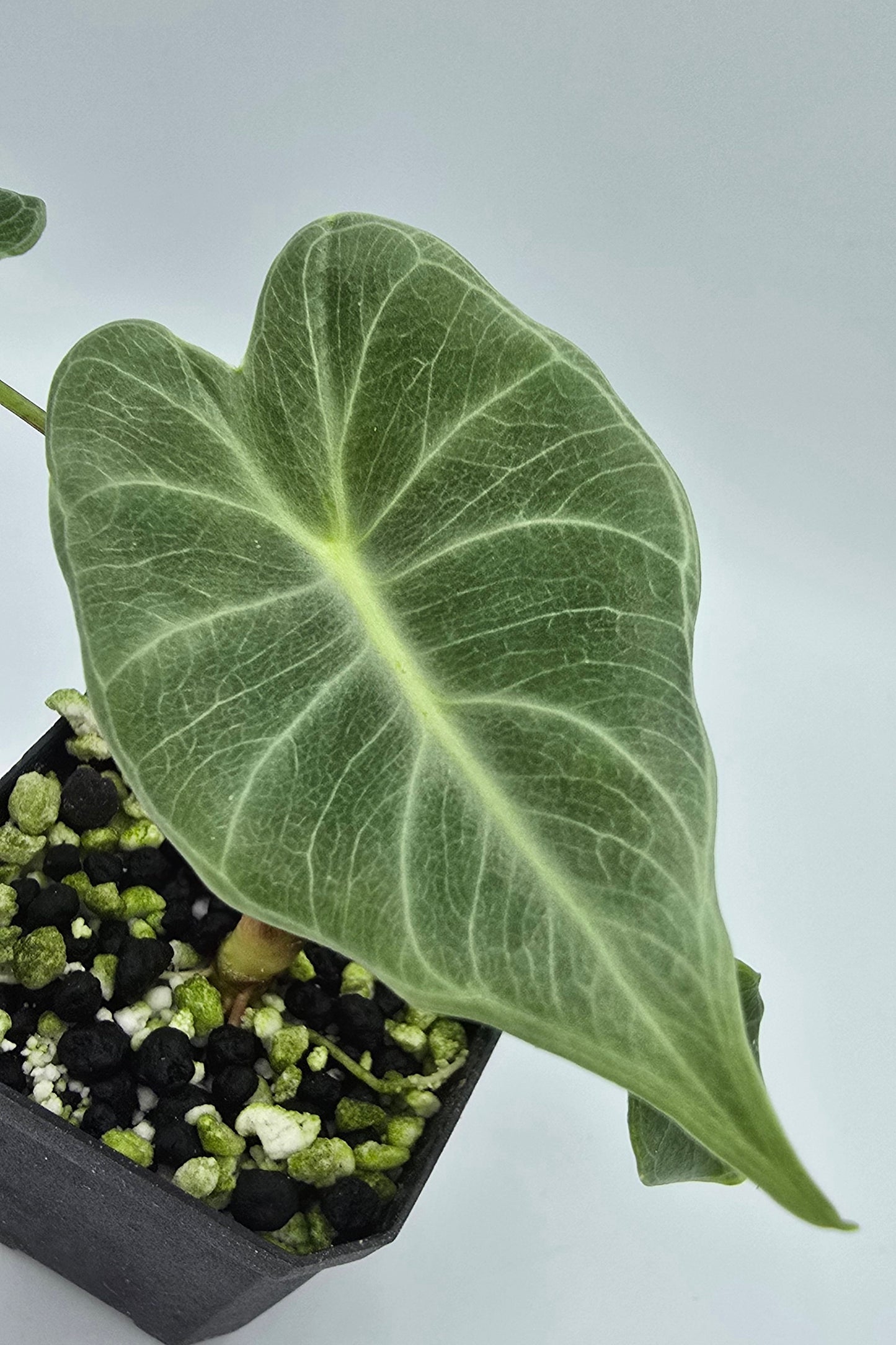 Alocasia Crystal
