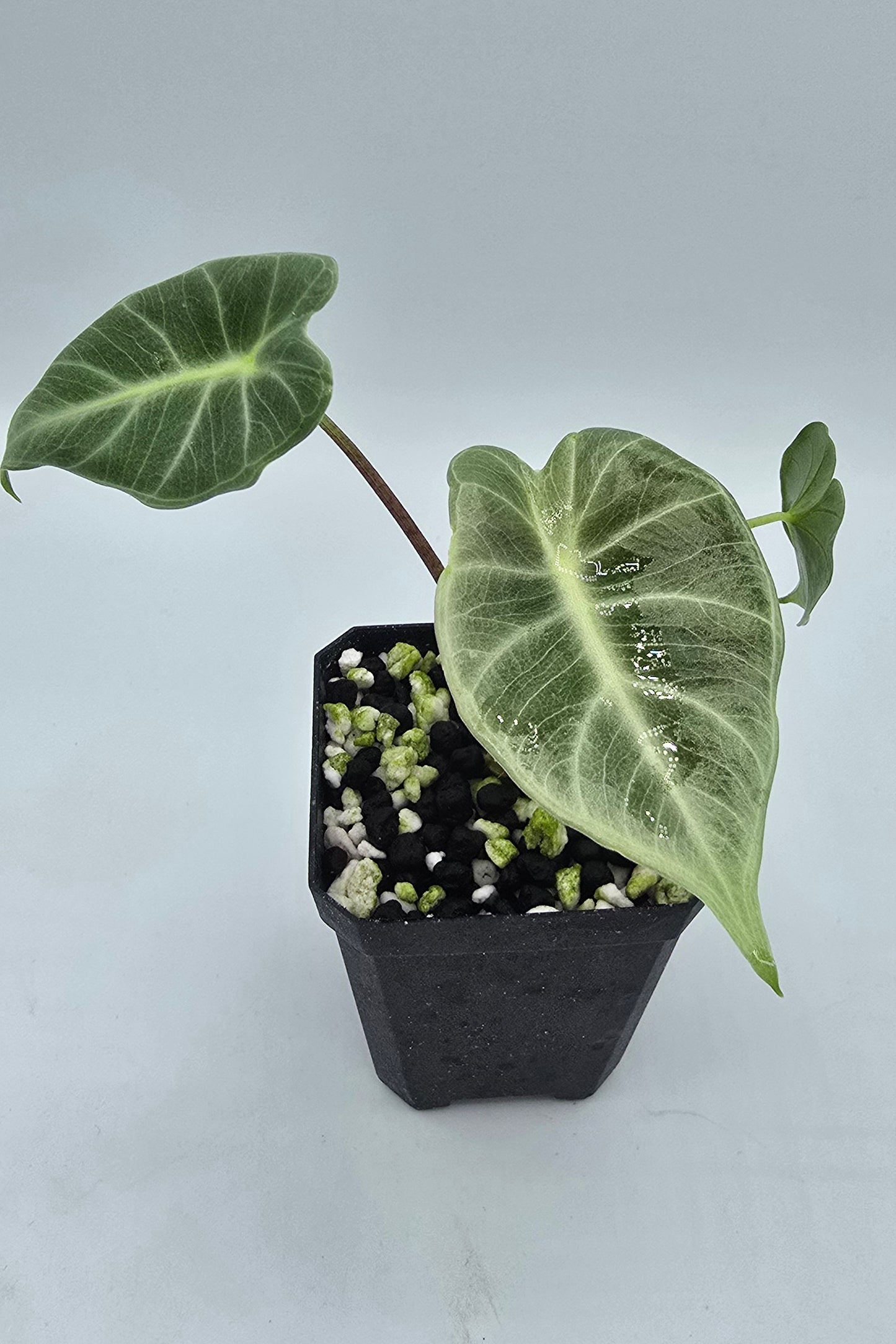Alocasia Crystal