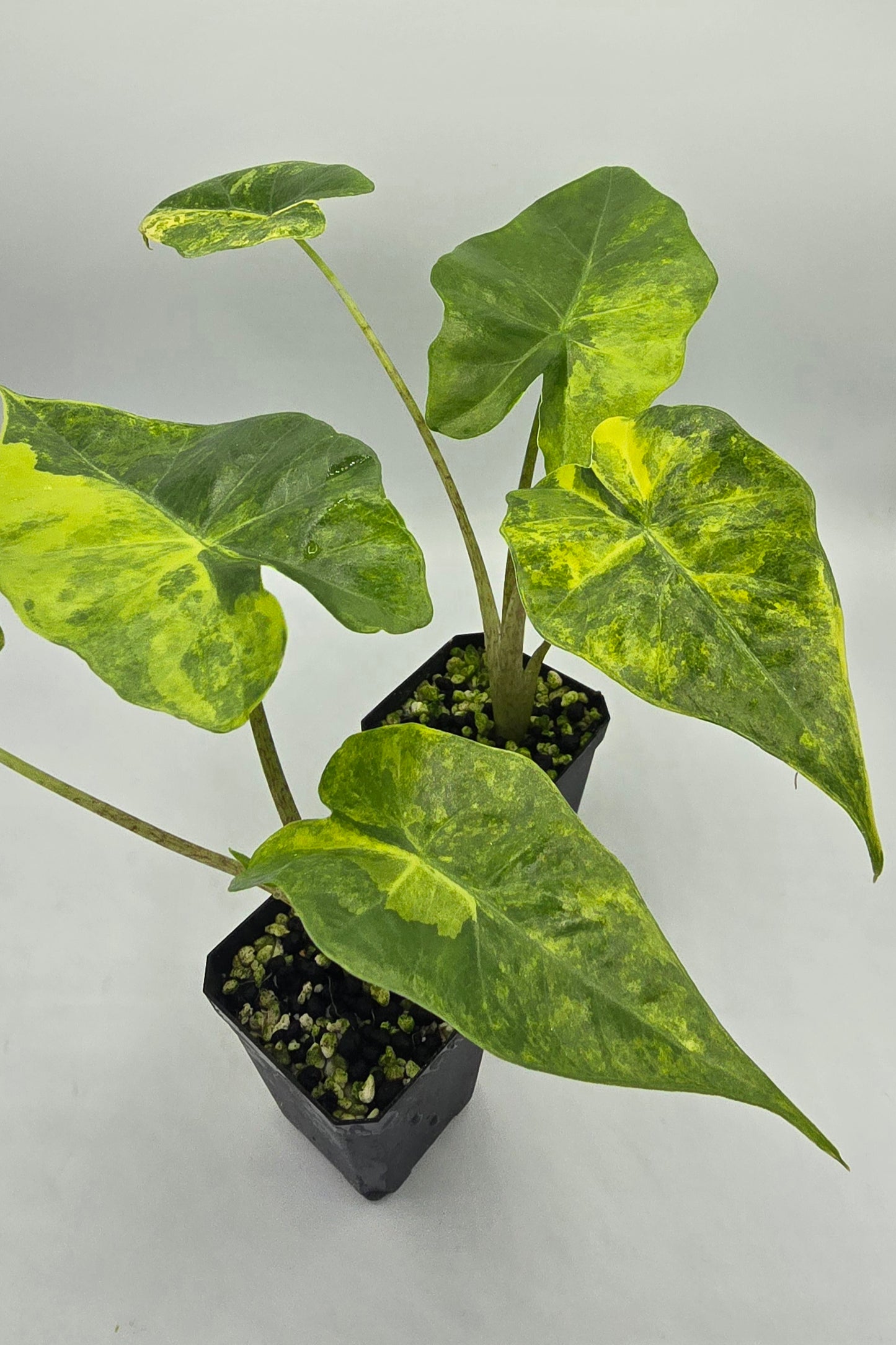 Alocasia Portodora Aurea Variegata
