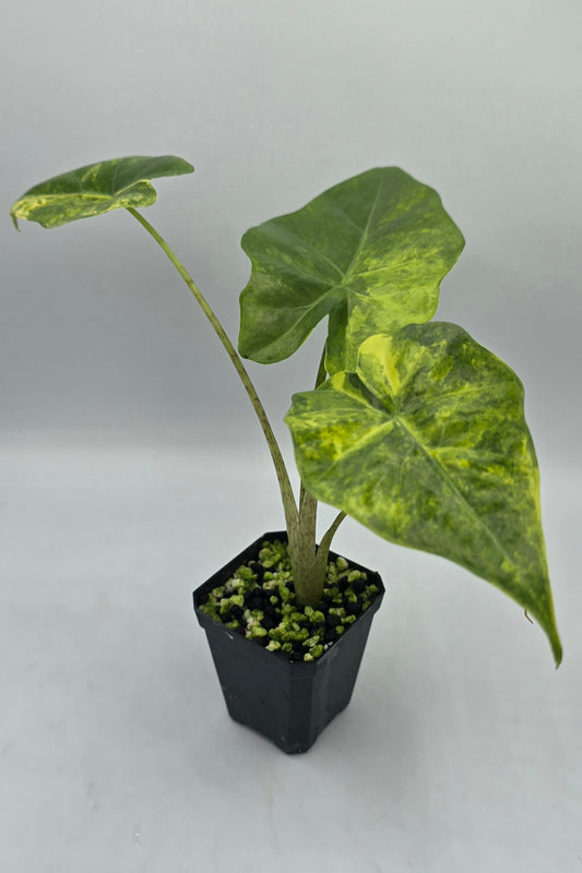Alocasia Portodora Aurea Variegata